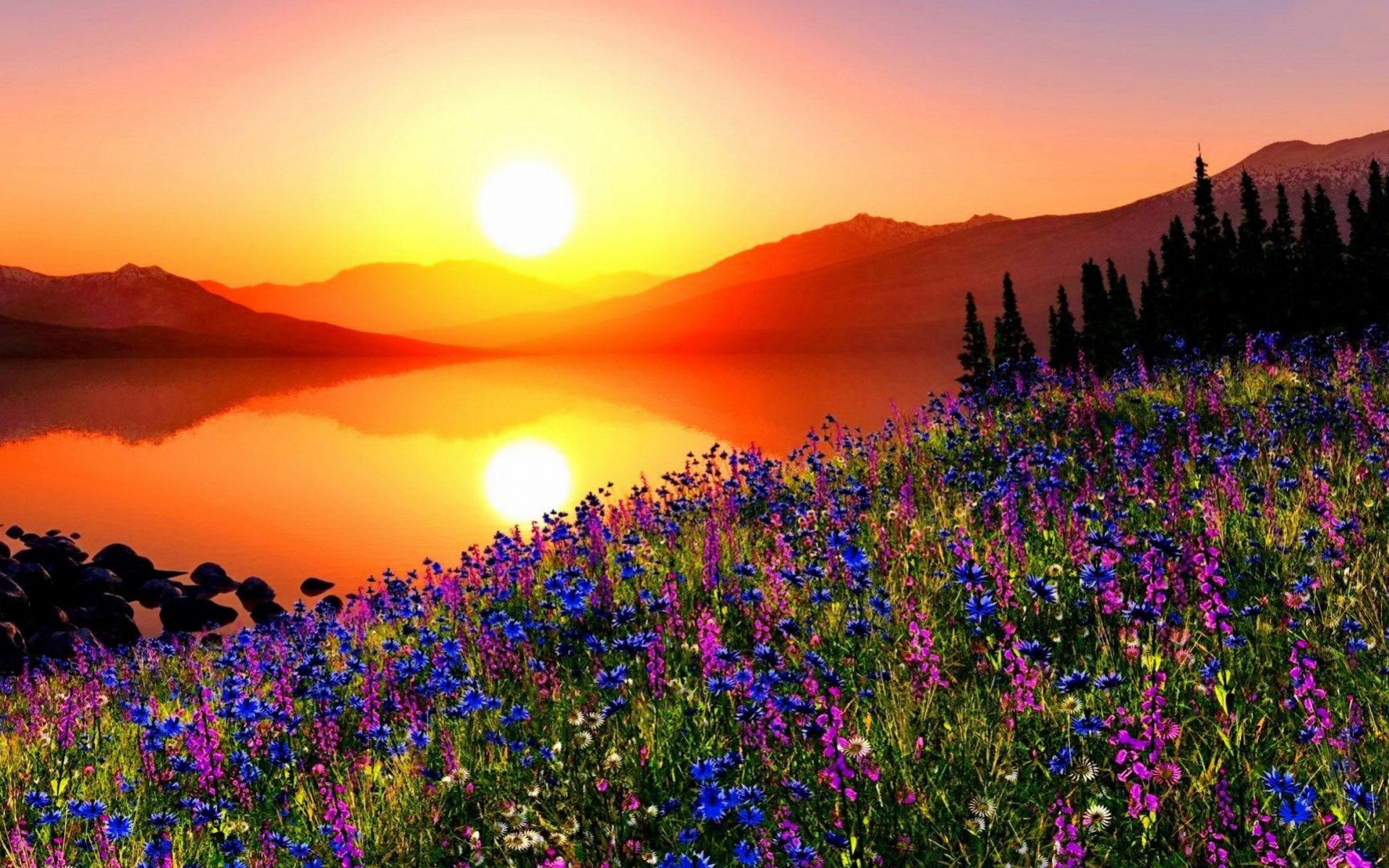 Mountain Flowers at Sunset HD Wallpaper. Background Image