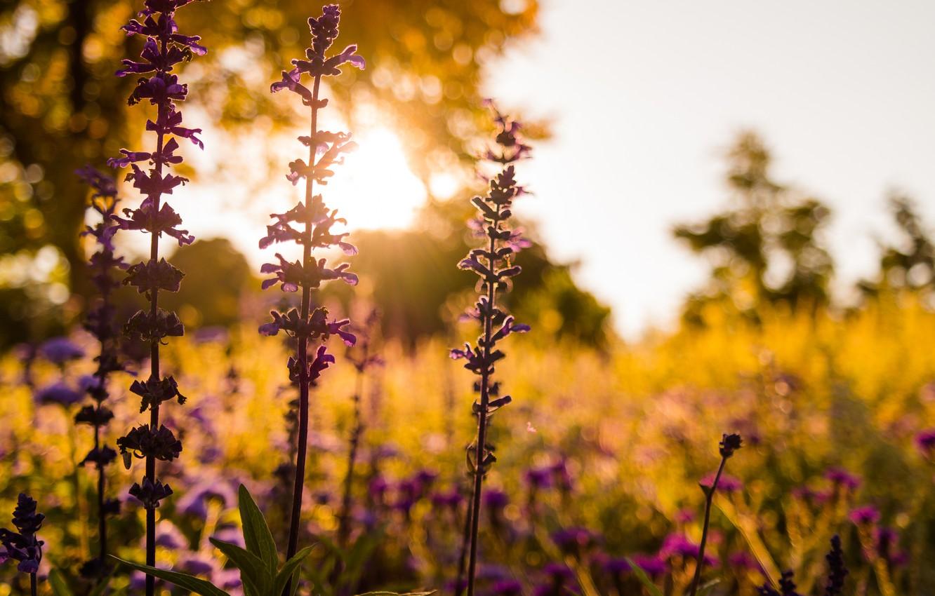 Wallpaper Flower, Sunset, Evening, Meadow, Closeup image for desktop, section цветы