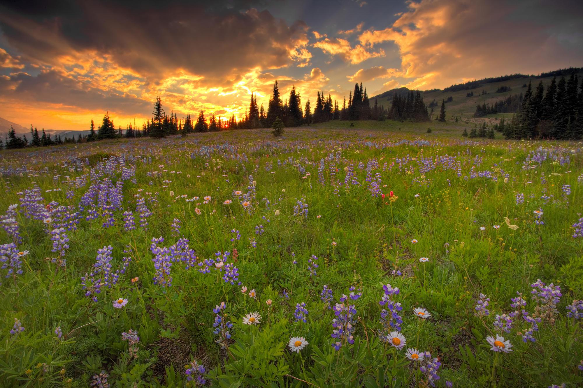 sunset, landscapes, nature, flowers, meadows, wildflowers wallpaper