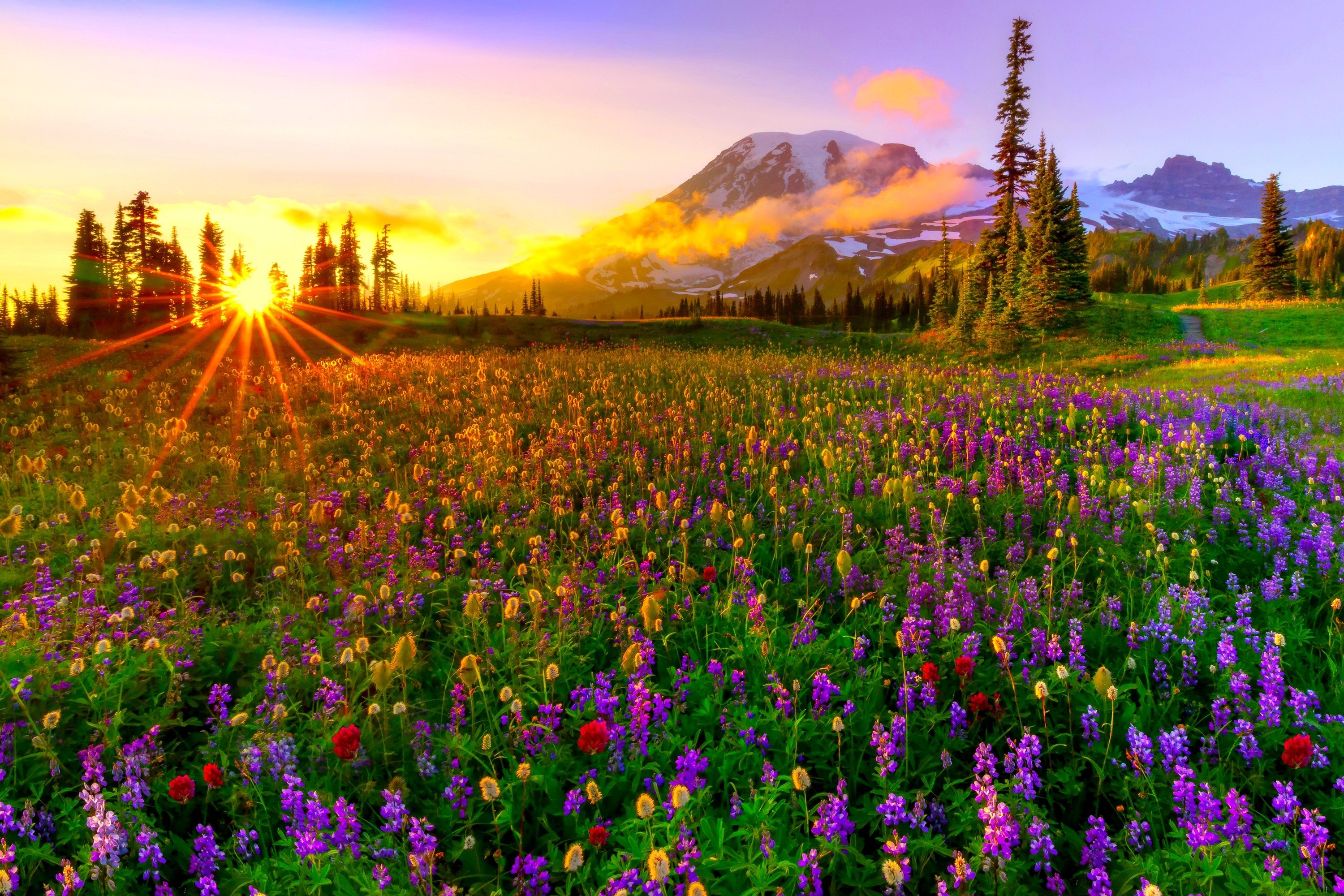 Mountain Wildflowers Wallpapers - Wallpaper Cave