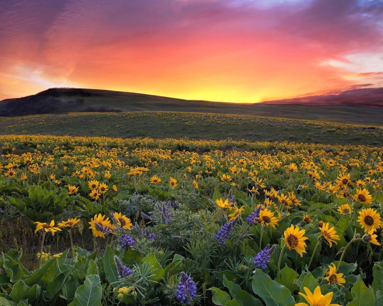 Lovely Sunset Sun Flower Field desktop PC and Mac wallpaper