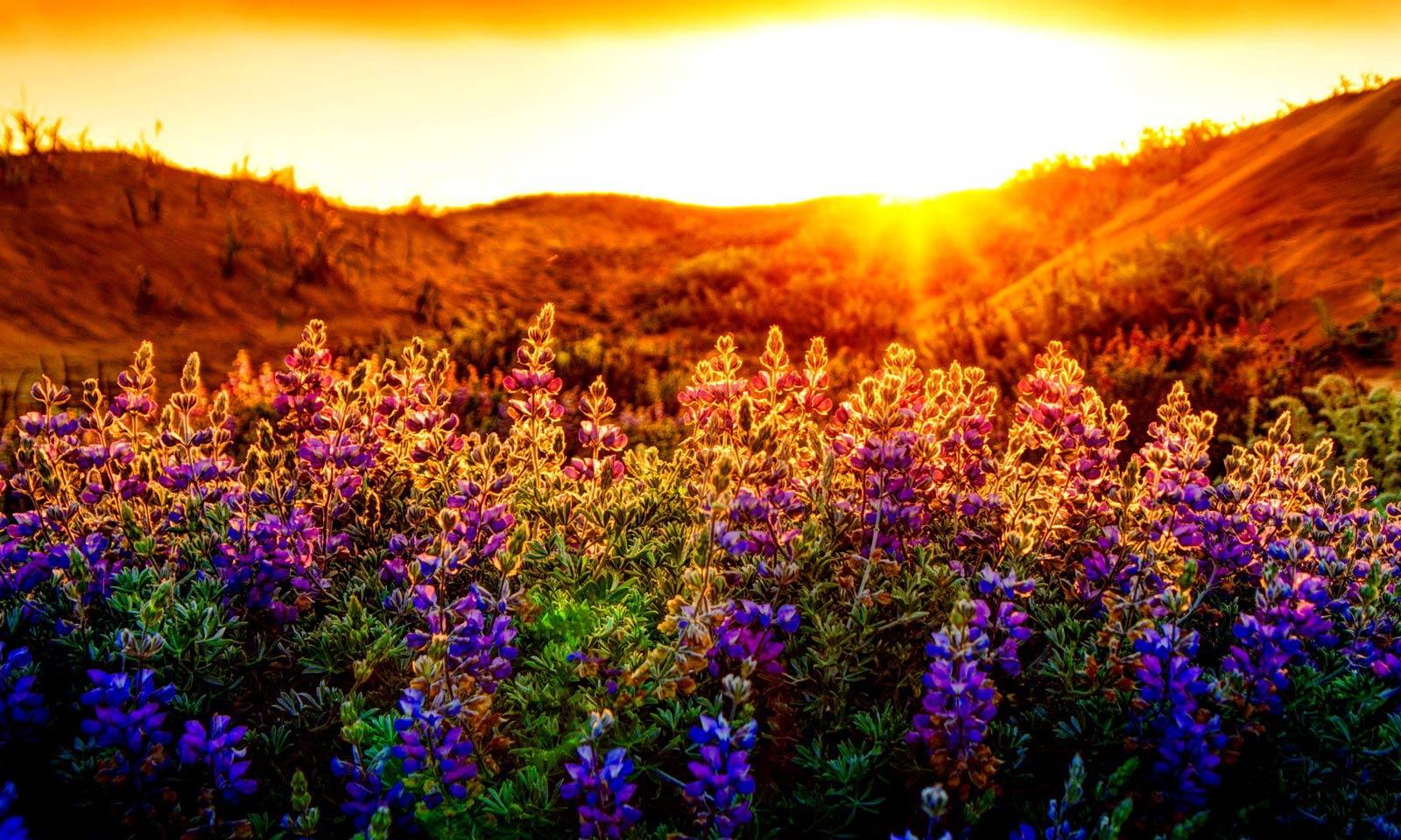 SIGALAS HOTEL. Sunset Lupines Flowers Nice Summer Nature Glow