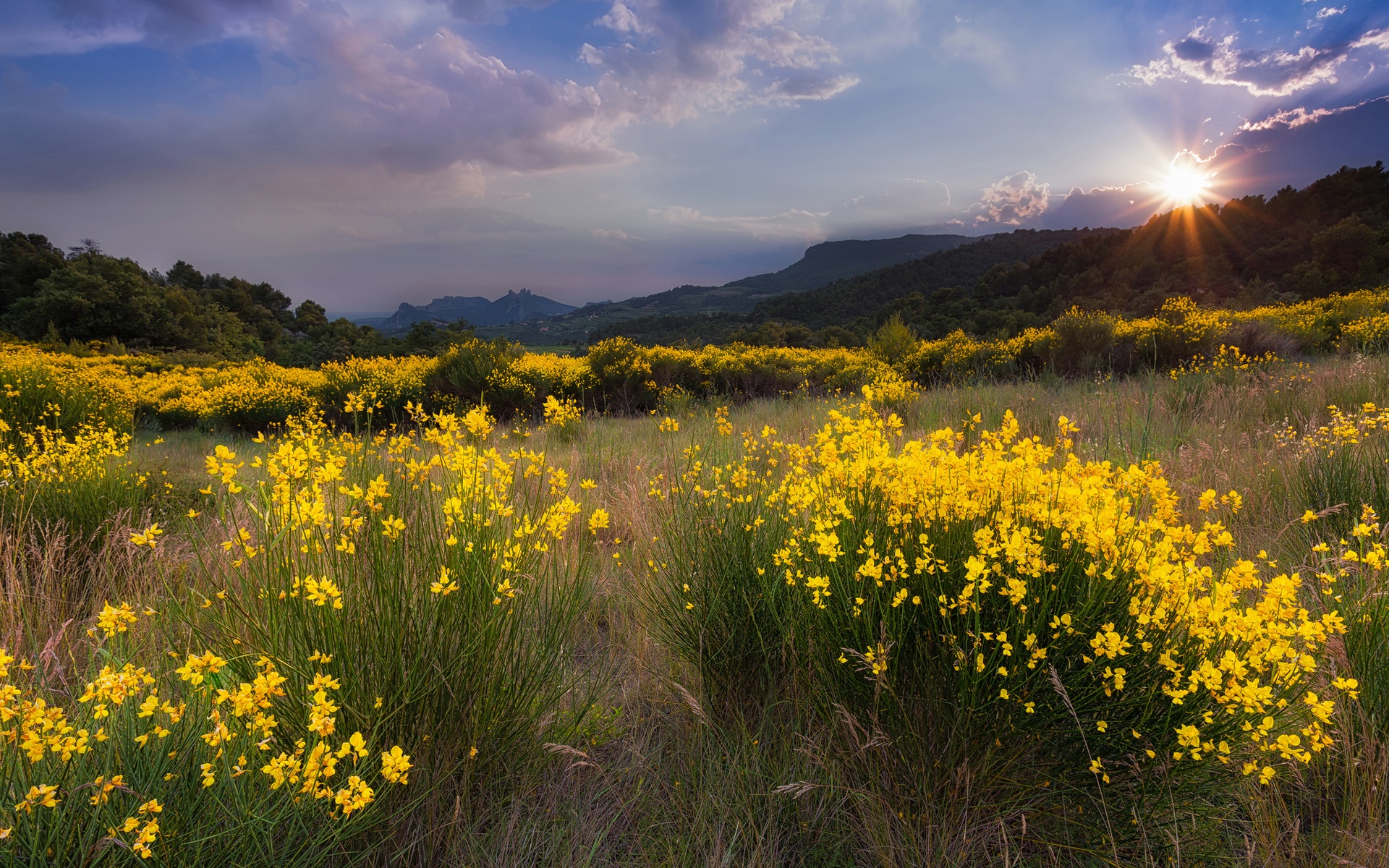 Wallpaper Nature landscape, meadow, yellow flowers, grass, sunset