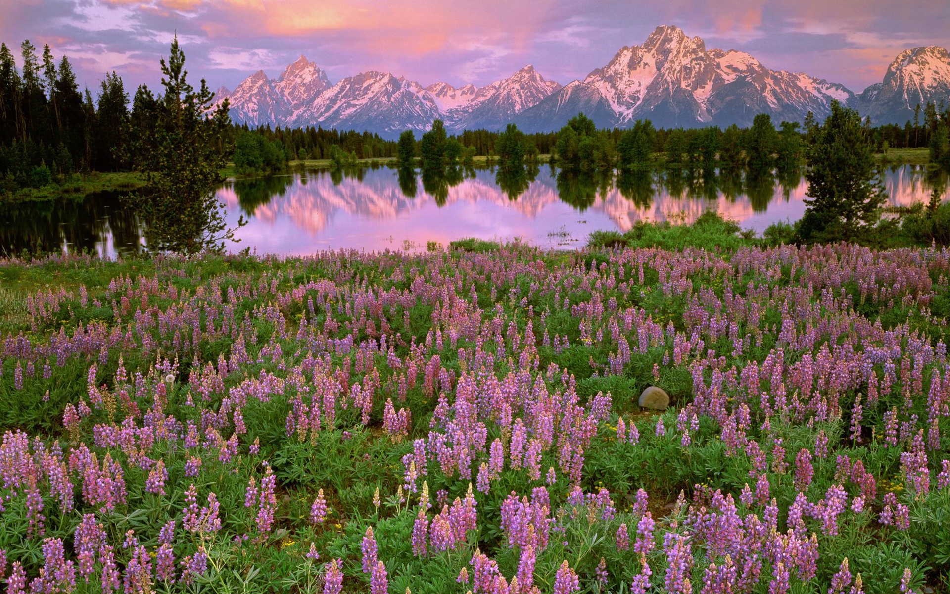 Wallpaper Mountains, lake, pink flowers, meadow, fields, water