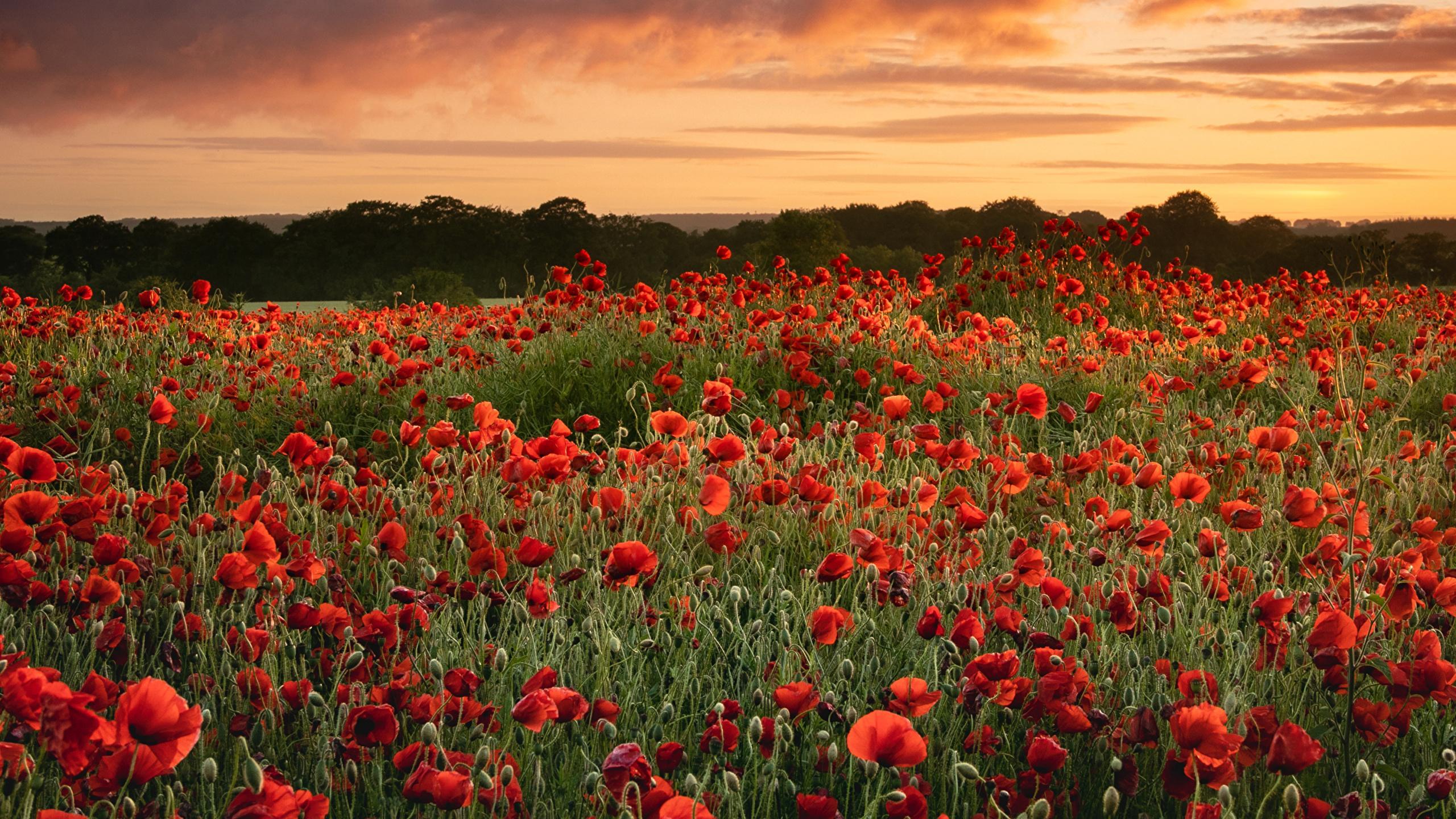 Photos Nature Fields flower Poppies Sunrises and sunsets 2560x1440