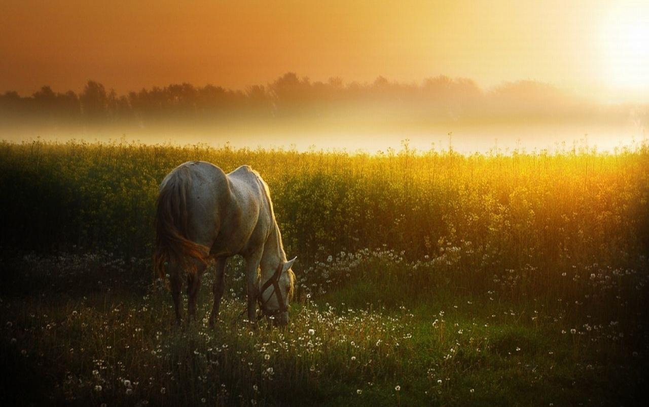 Sunset Meadow & White Horse wallpaper. Sunset Meadow & White