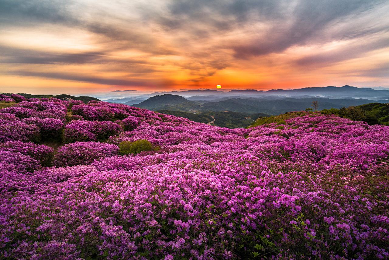 Wallpaper Korea Fog Nature Mountains flower Scenery Grasslands