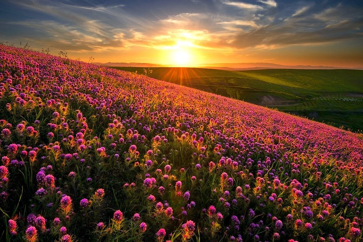 nature, Landscape, Sunset, Flowers, Hill, Field, Spring