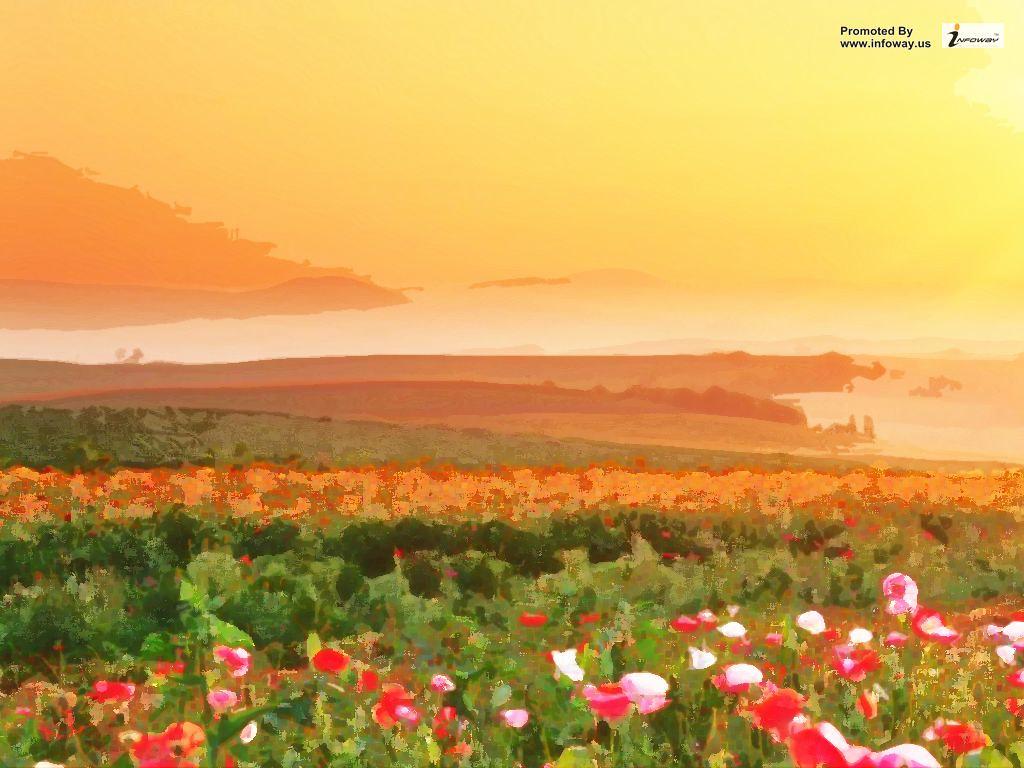 Field of flowers with Sunset Wallpaper. Field of flowers wi
