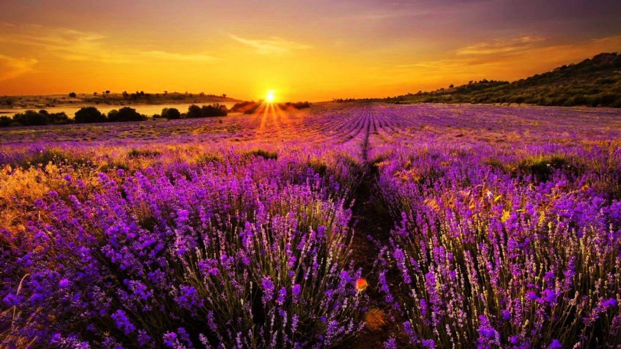 Sunset Summer Lovely Meadow Lavender Golden Orange Sky Flowers