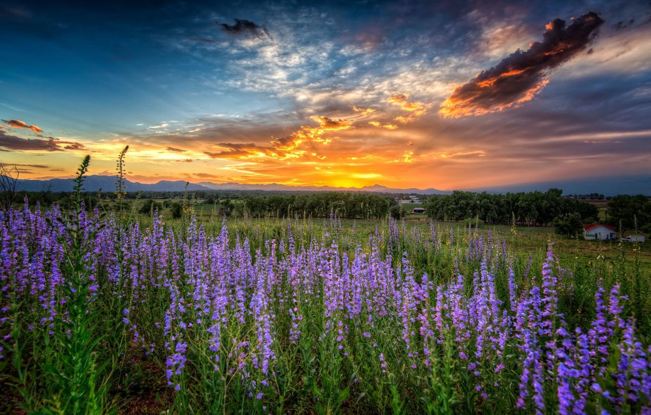 Wallpaper sunset, flowers, meadow, Colorado, Colorado, Louisville