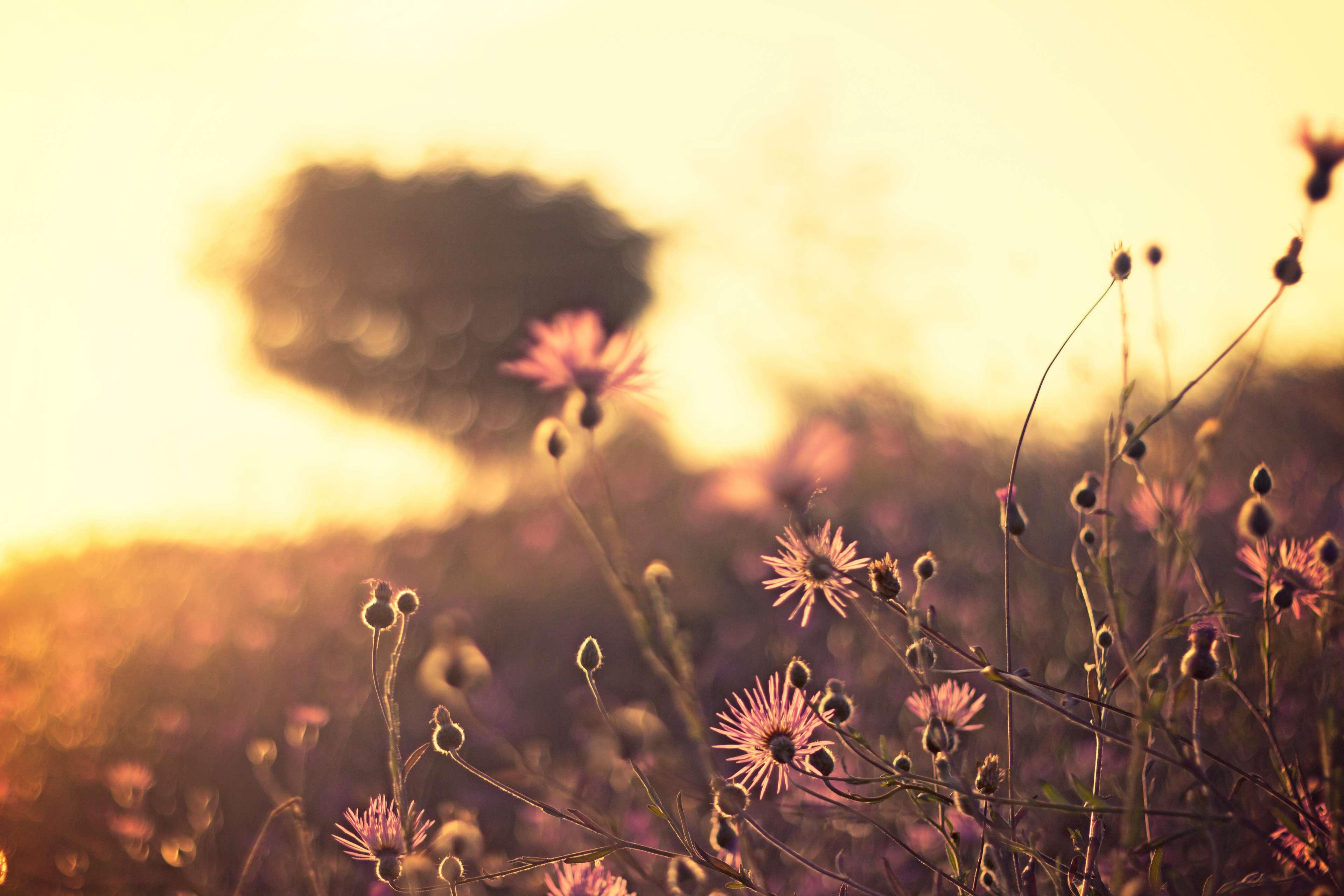 blur, bokeh, bright, color, dawn, field, flowers, landscape