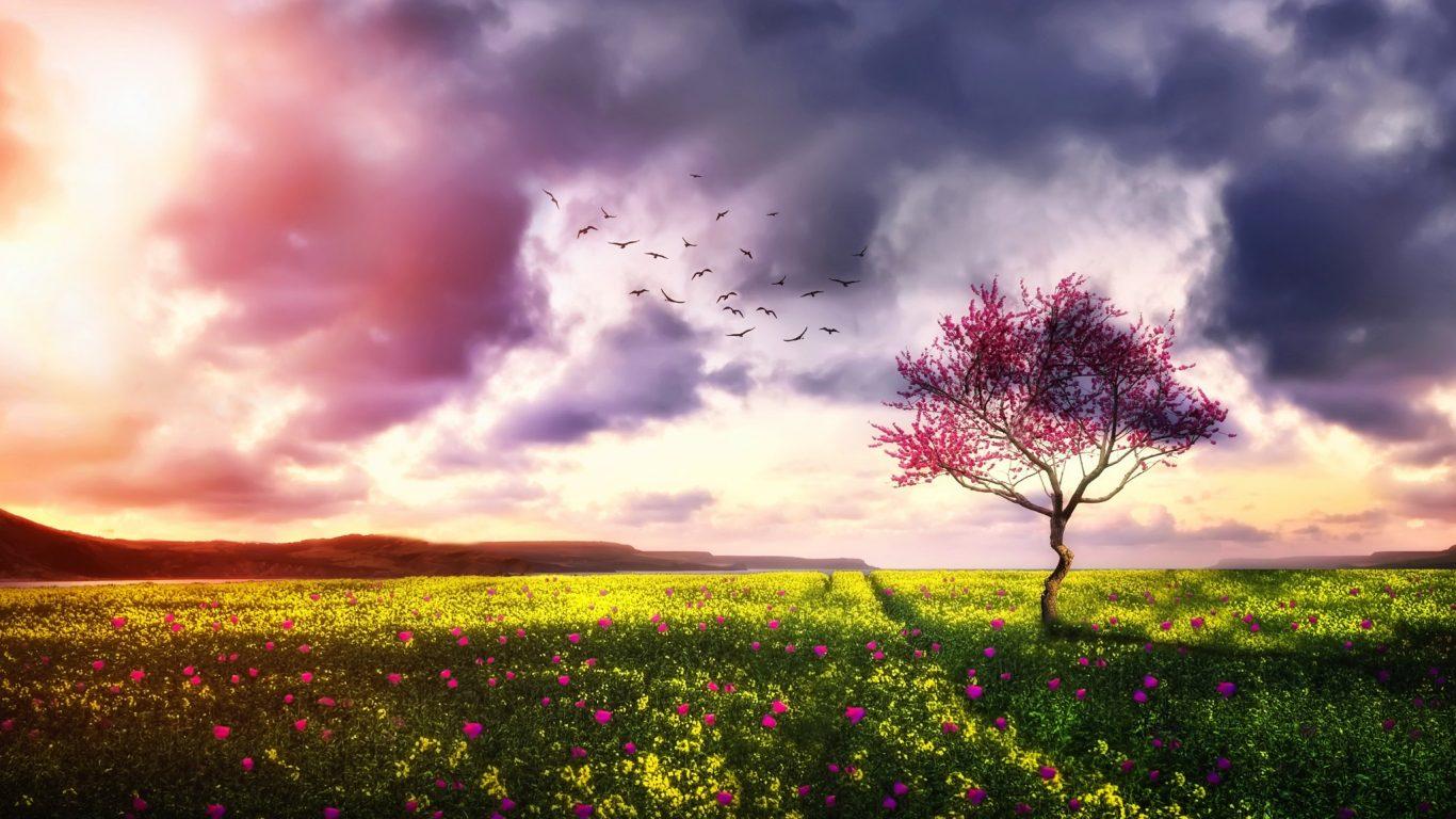 Sunsets: Sunset Flowers Lovely Field Spring Meadows Trees Blossom