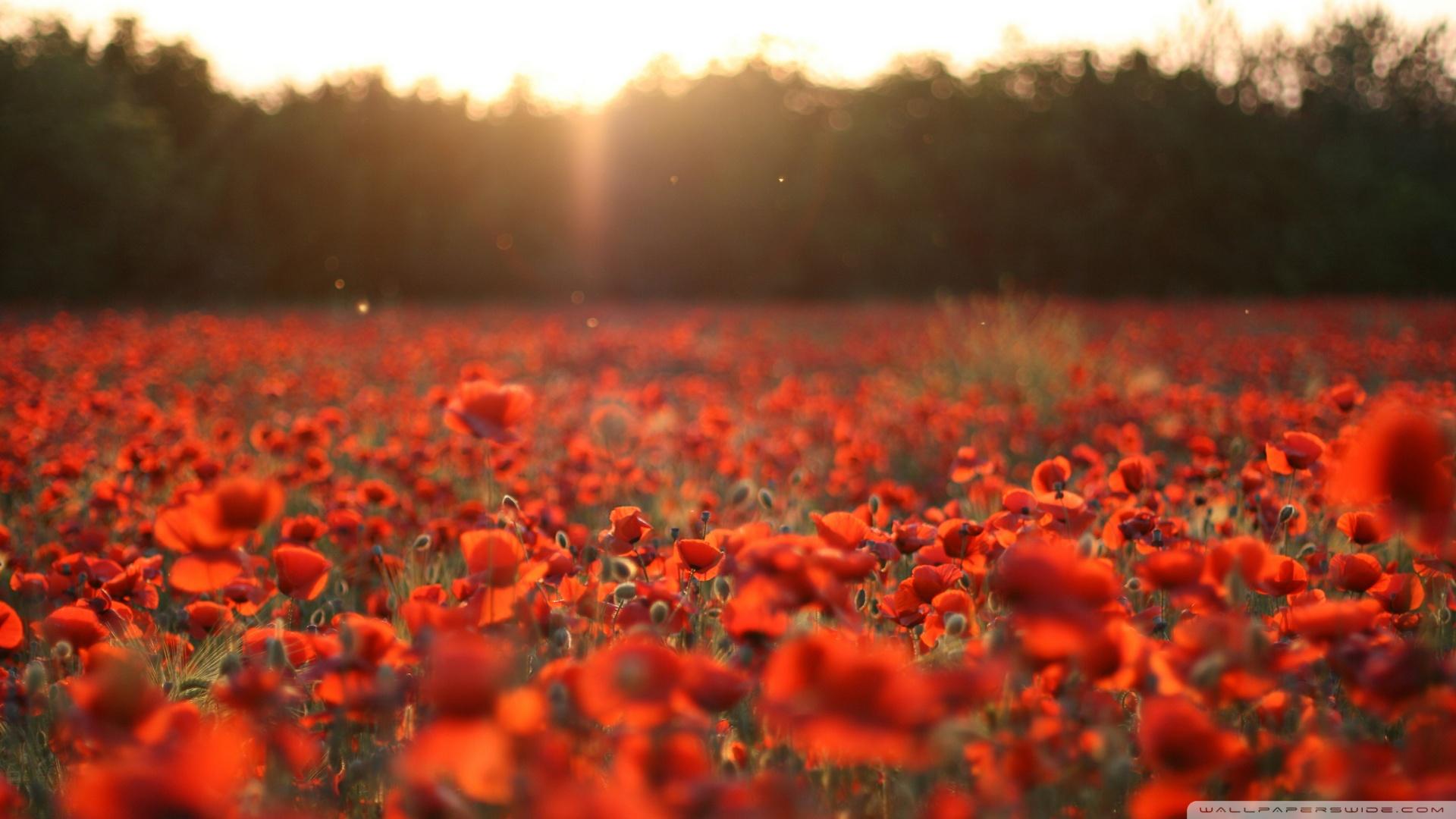Poppy flowers in the meadow at sunset