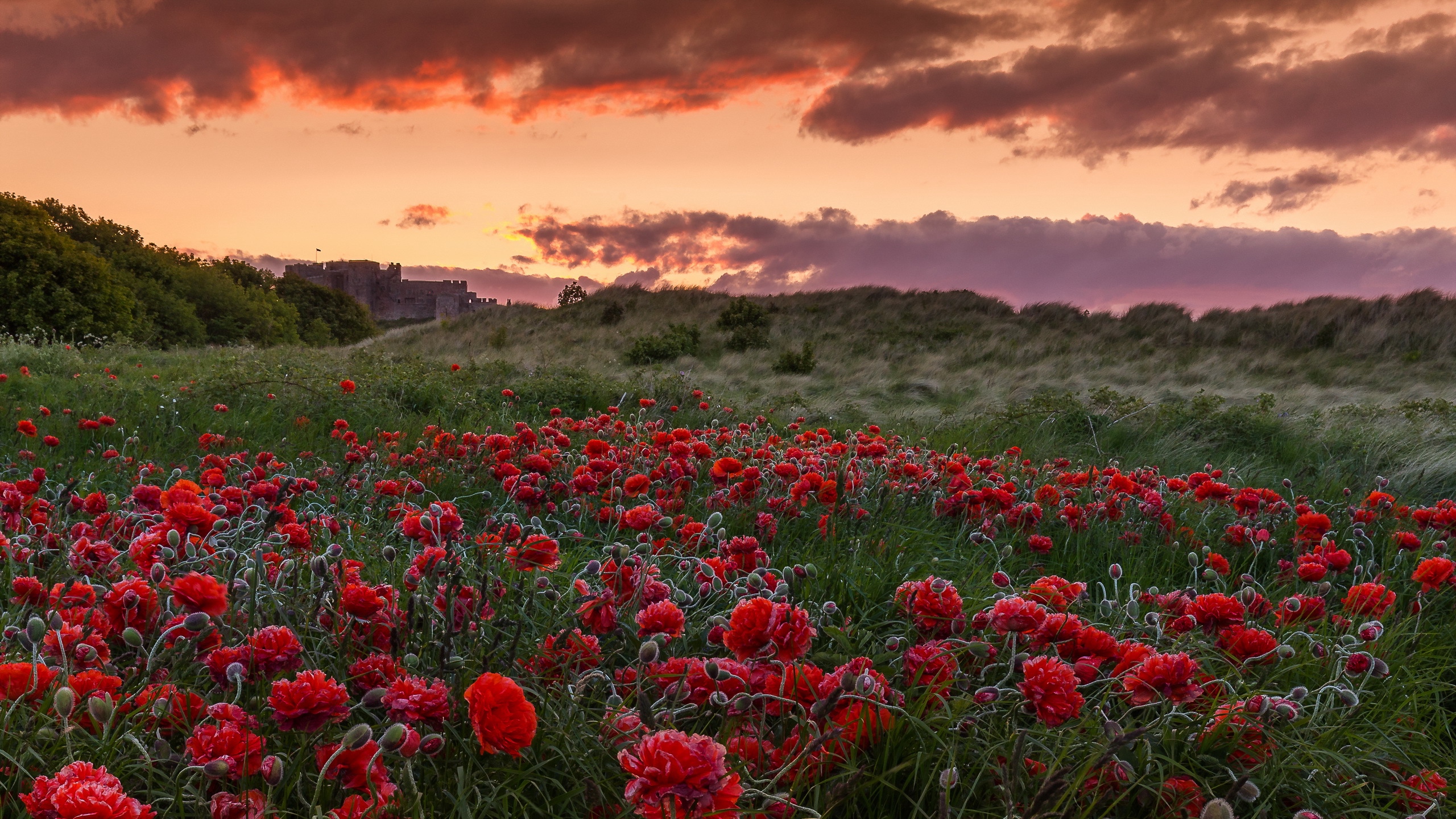 Download wallpaper 2560x1440 field, poppies, flowers, sunset HD