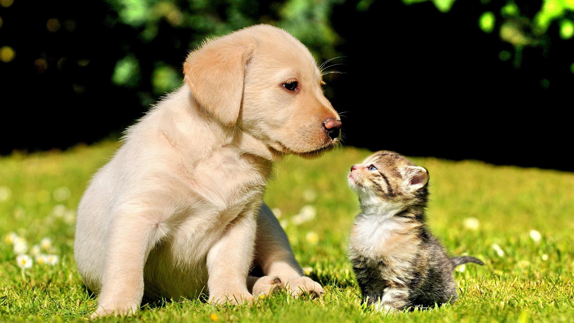 Valentines Puppy And Kitten Wallpapers - Wallpaper Cave