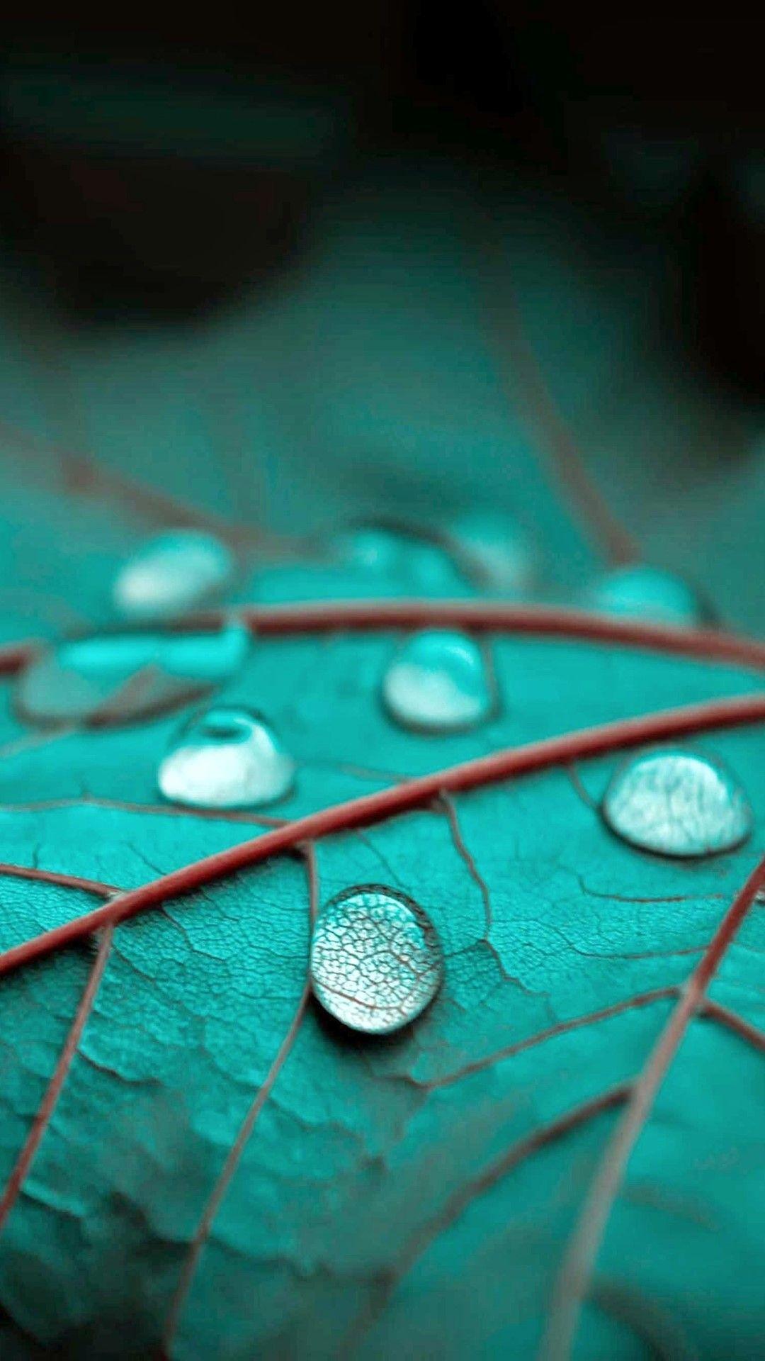 photo. Leaves wallpaper iphone, iPhone