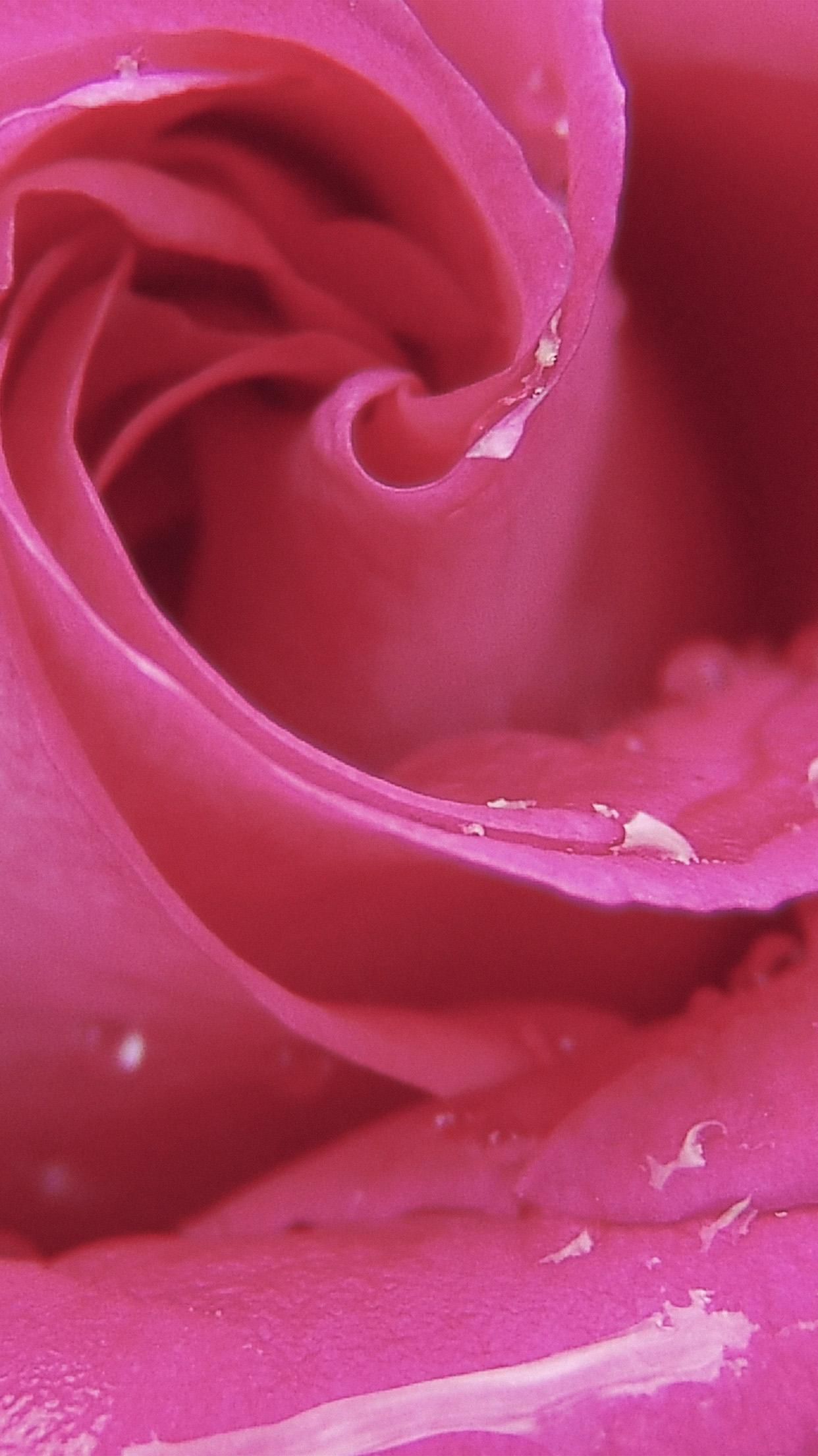 iPhone7 wallpaper. love romantic rose pink red