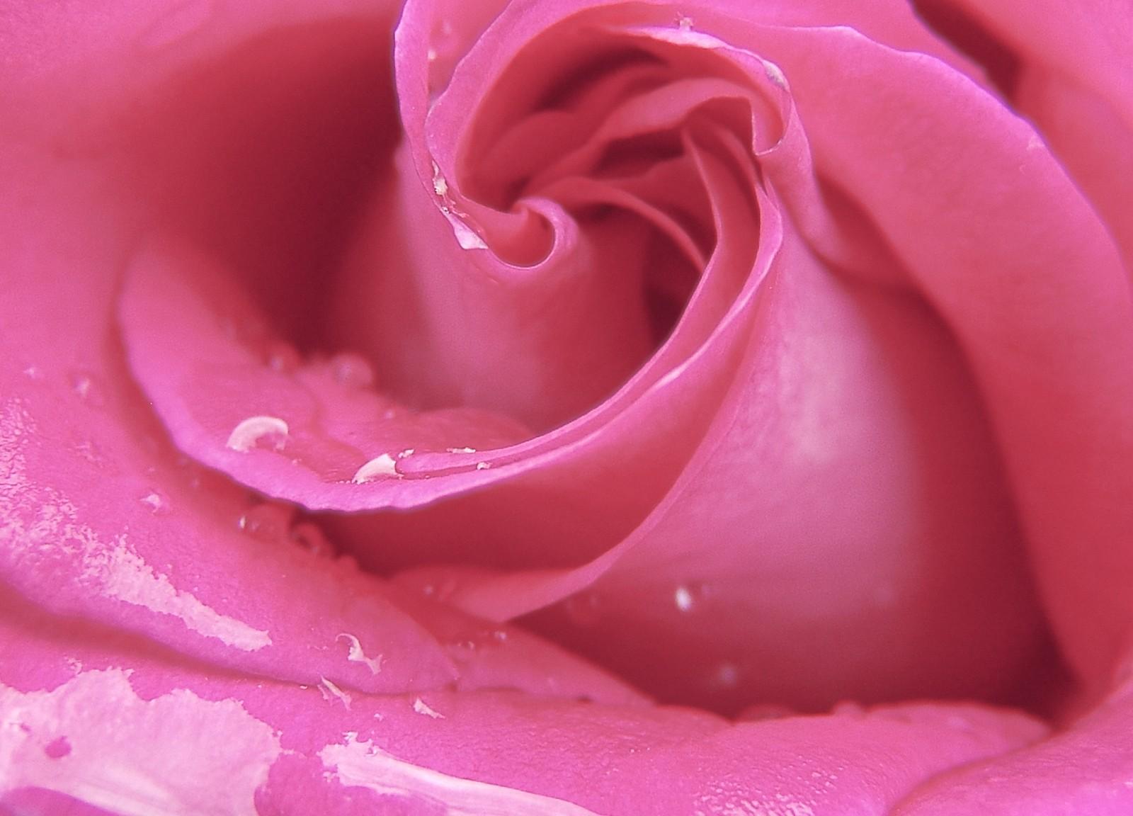 Love, Romantic, Petals, Plant, Wallpaper For Couples, Love Is Good