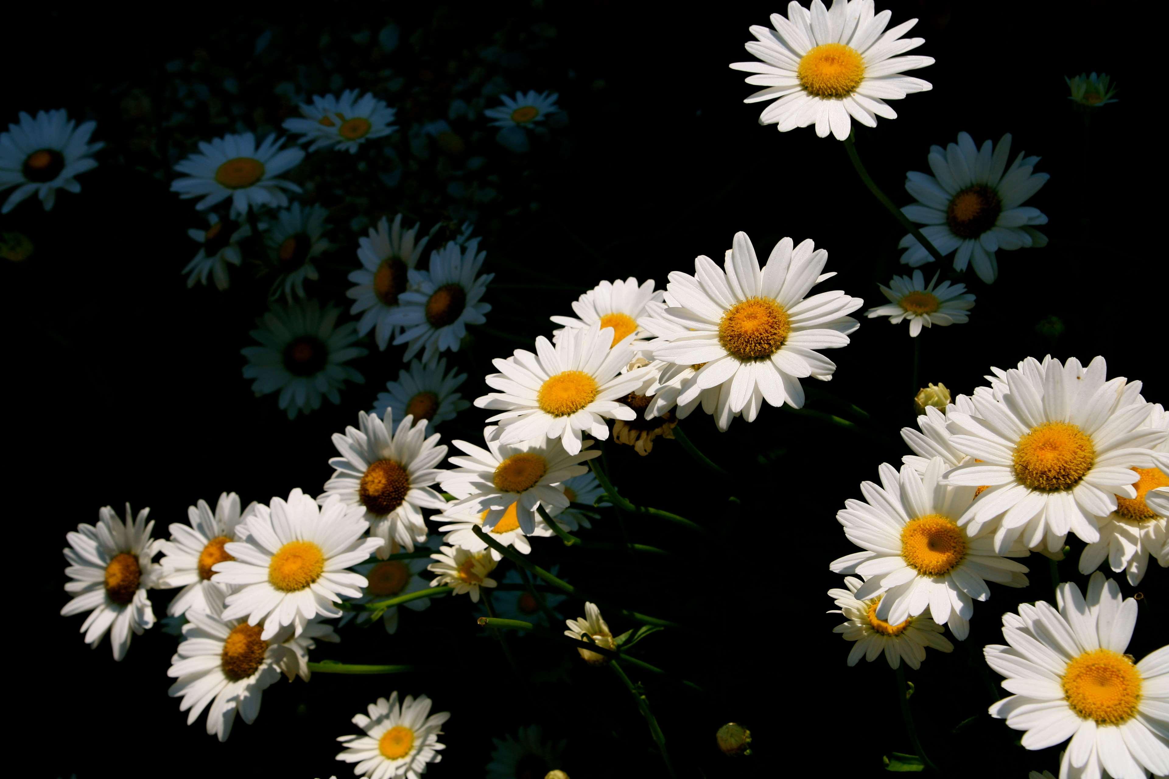 White Flowers Yellow Backgrounds Wallpapers - Wallpaper Cave