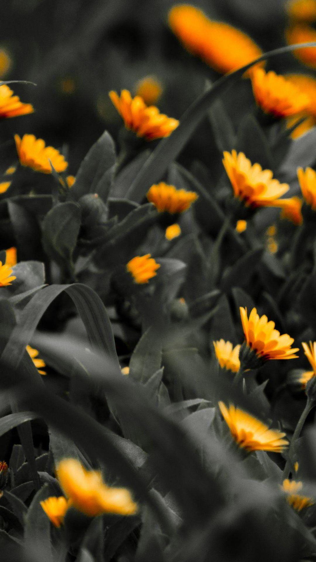 Orange Flowers Black White Photo #iPhone #plus #wallpaper