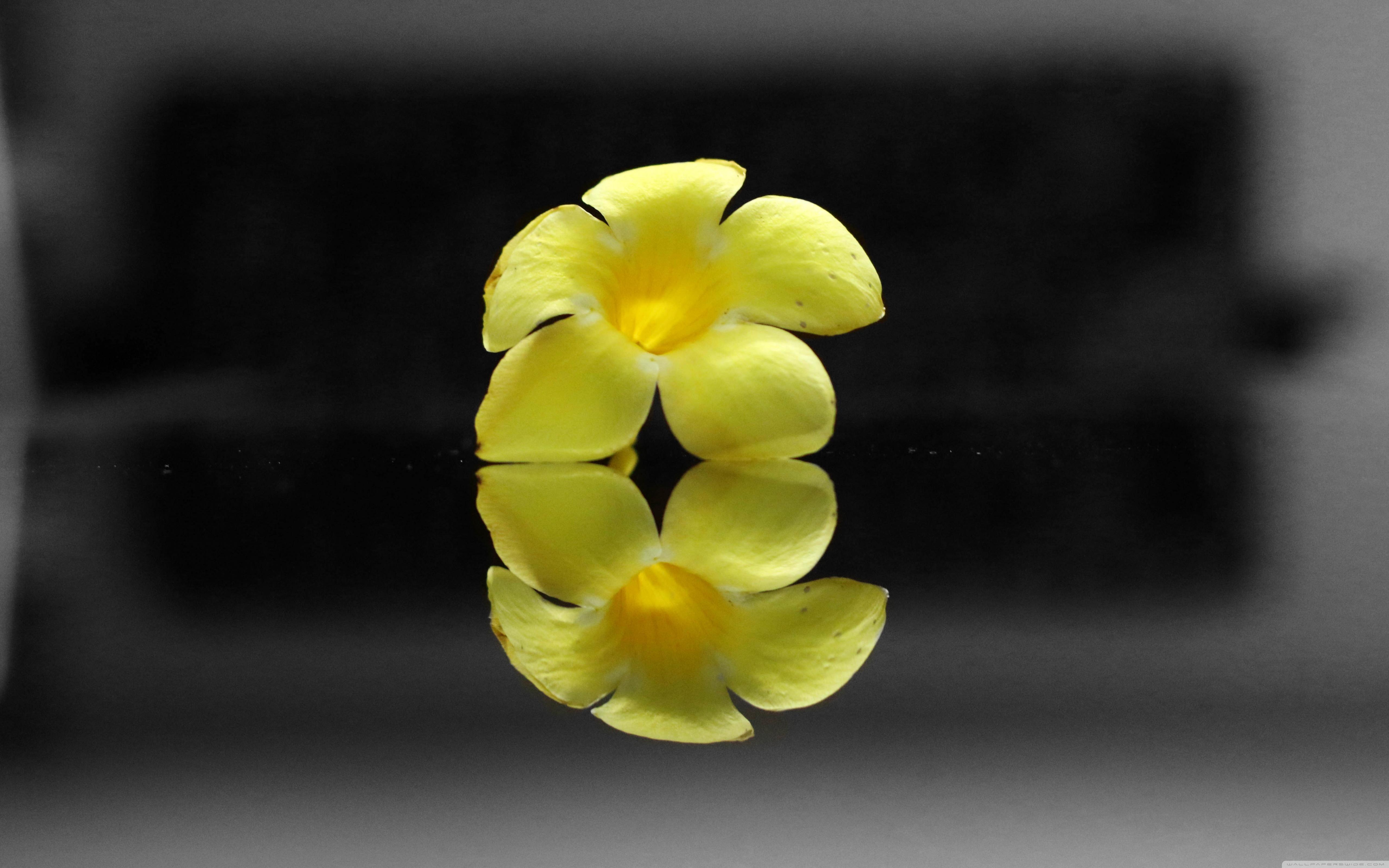 Yellow Flower, Reflection, Black and White Background ❤ 4K HD