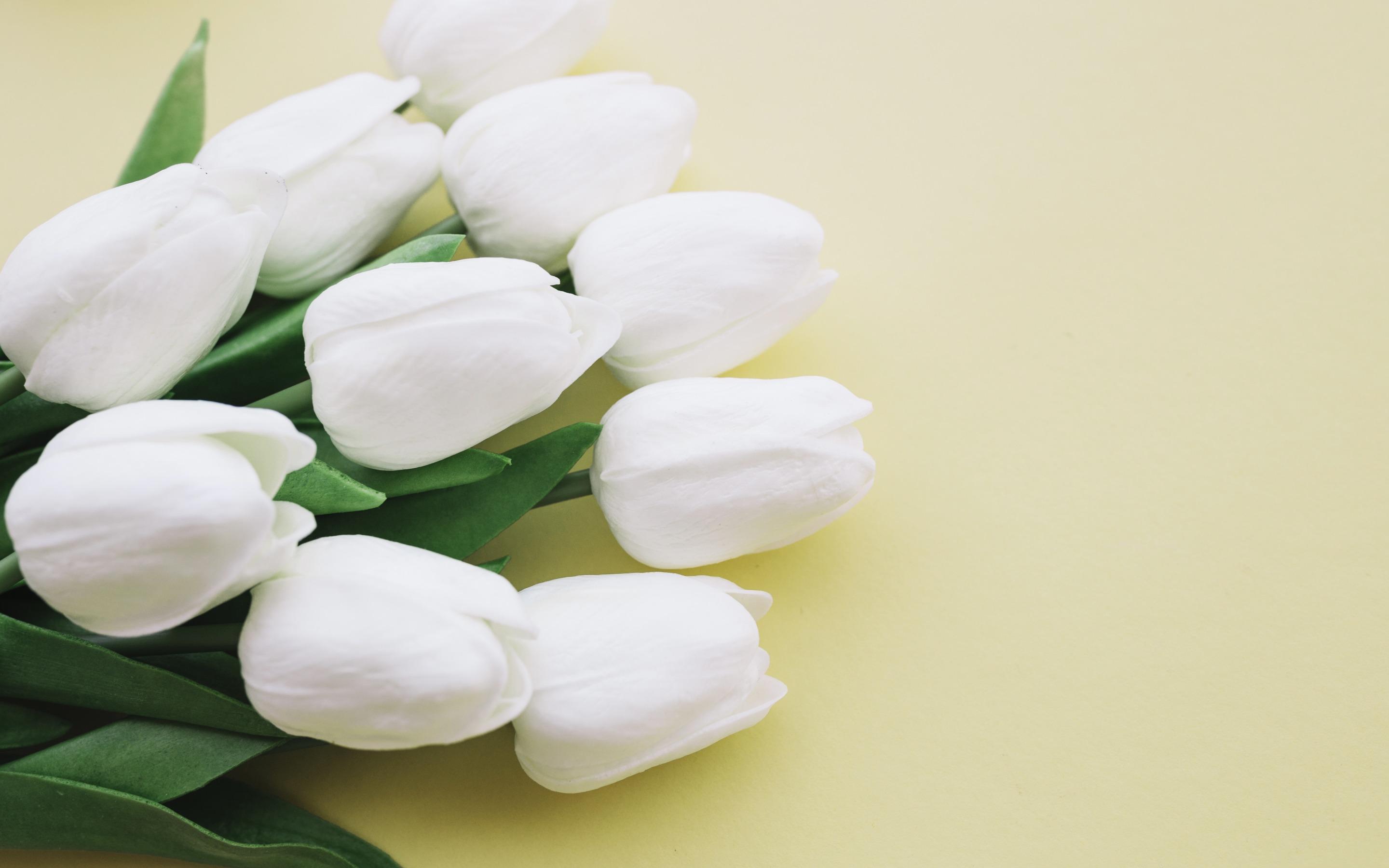 Download wallpaper white tulips, beautiful white flowers, tulips