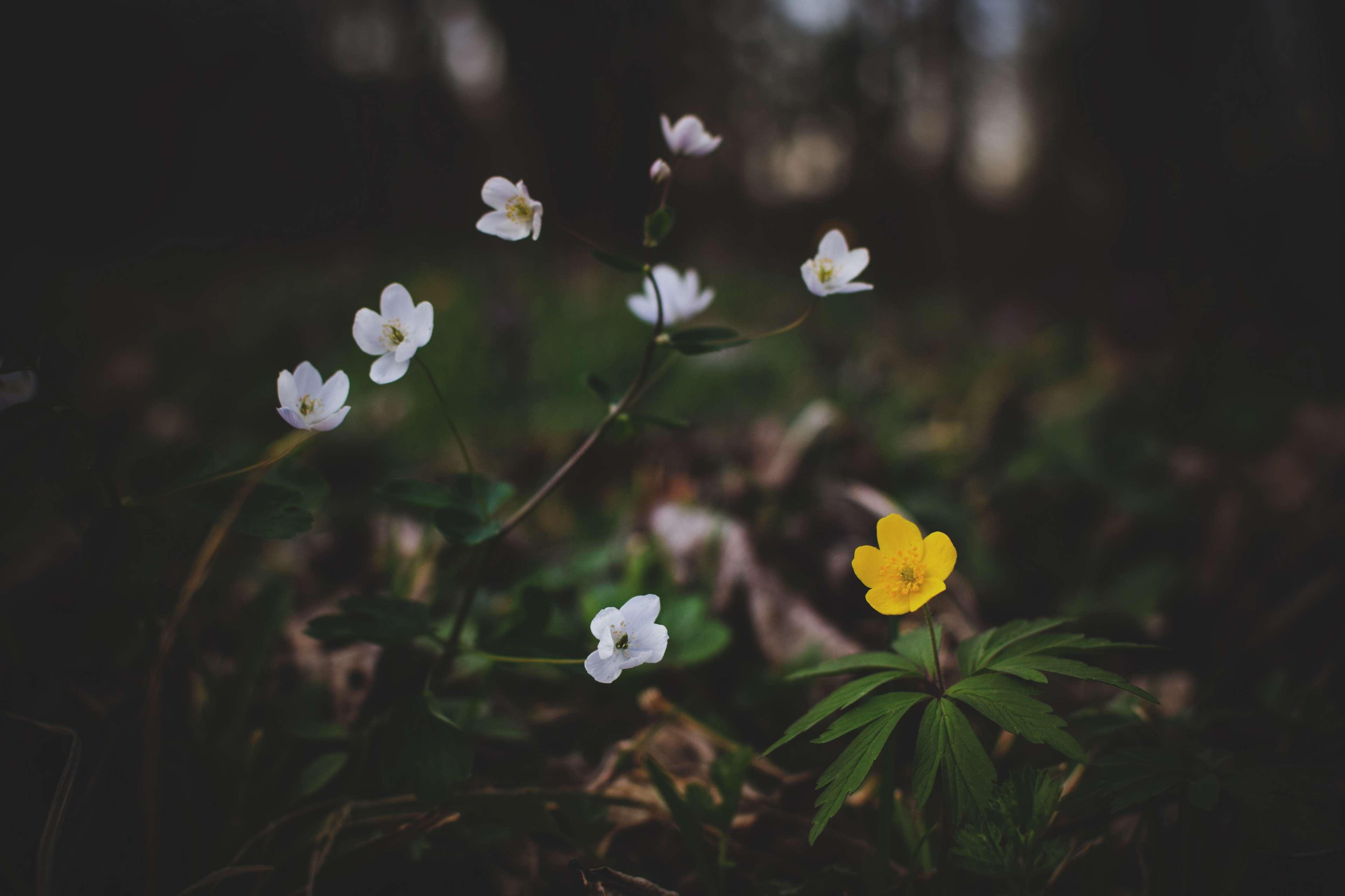 dawn, forest flowers, spring flowers, white flowers