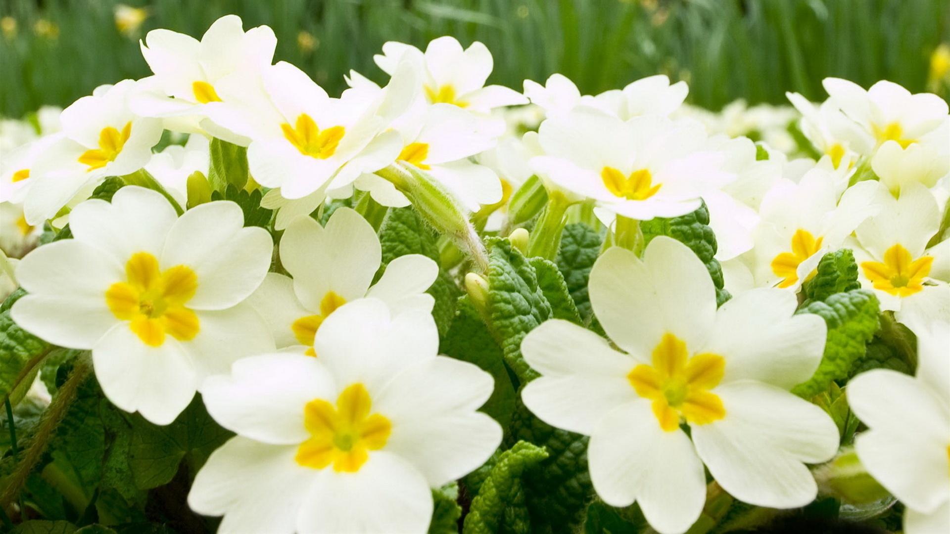 Wallpaper White flowers background 1920x1080 Full HD 2K Picture, Image