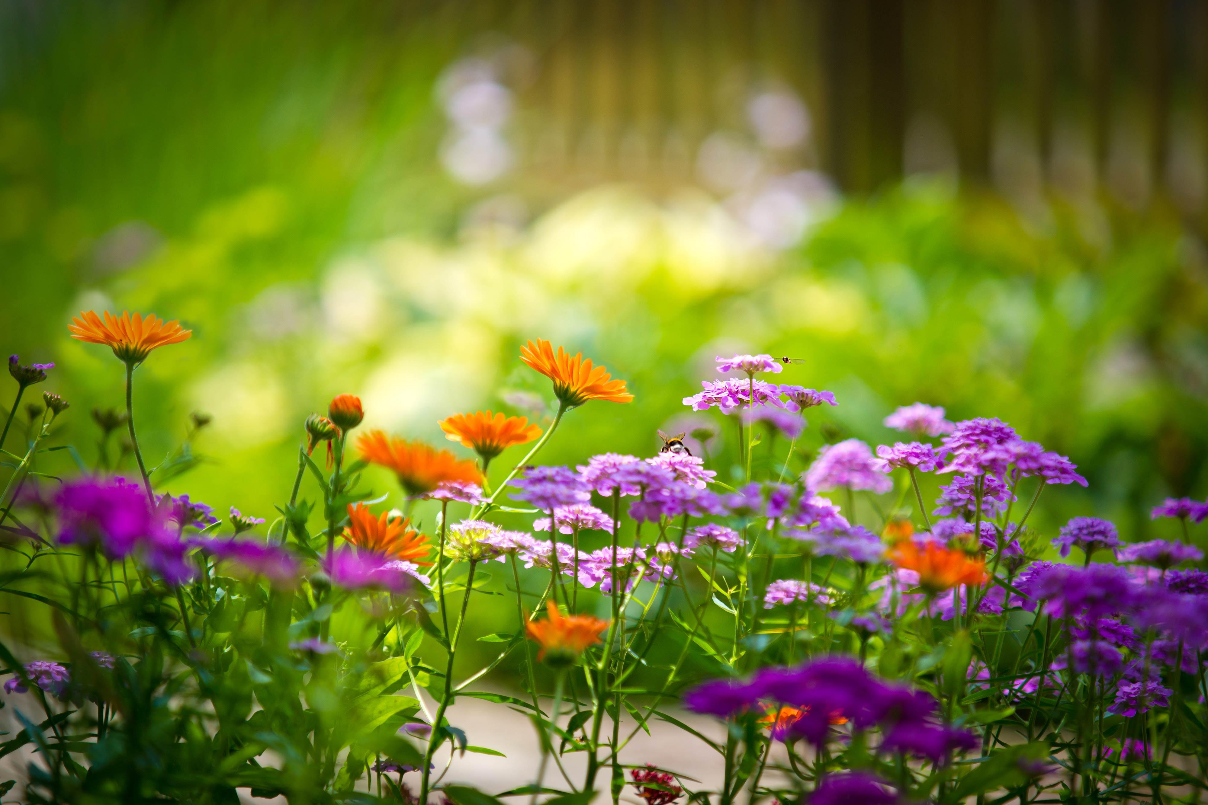 Featured image of post Laptop Wallpaper 4K Flowers : Lavender flowers field monochrome 4k wallpapers.