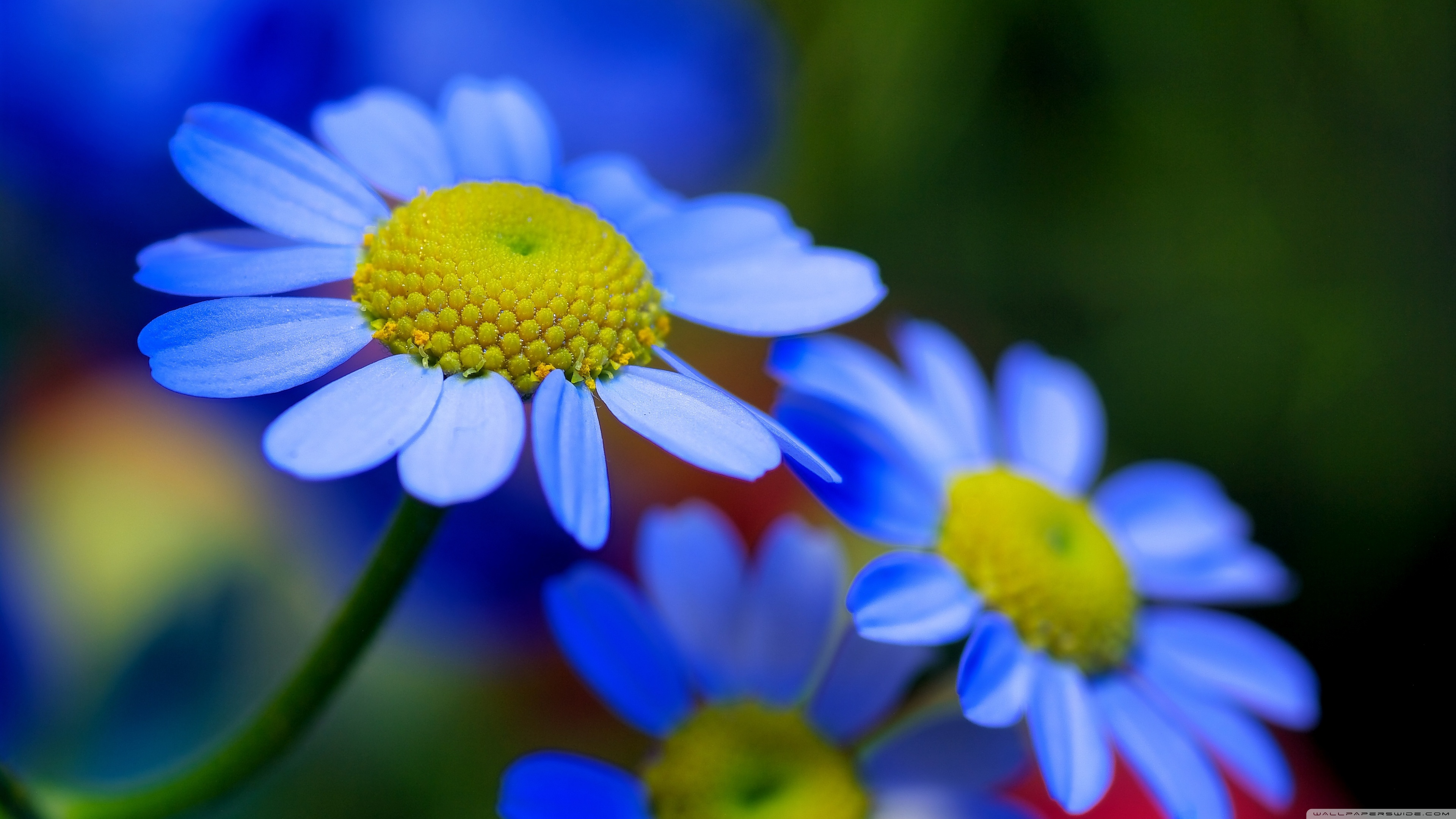 4k Ultra HD Flowers Wallpapers Wallpaper Cave