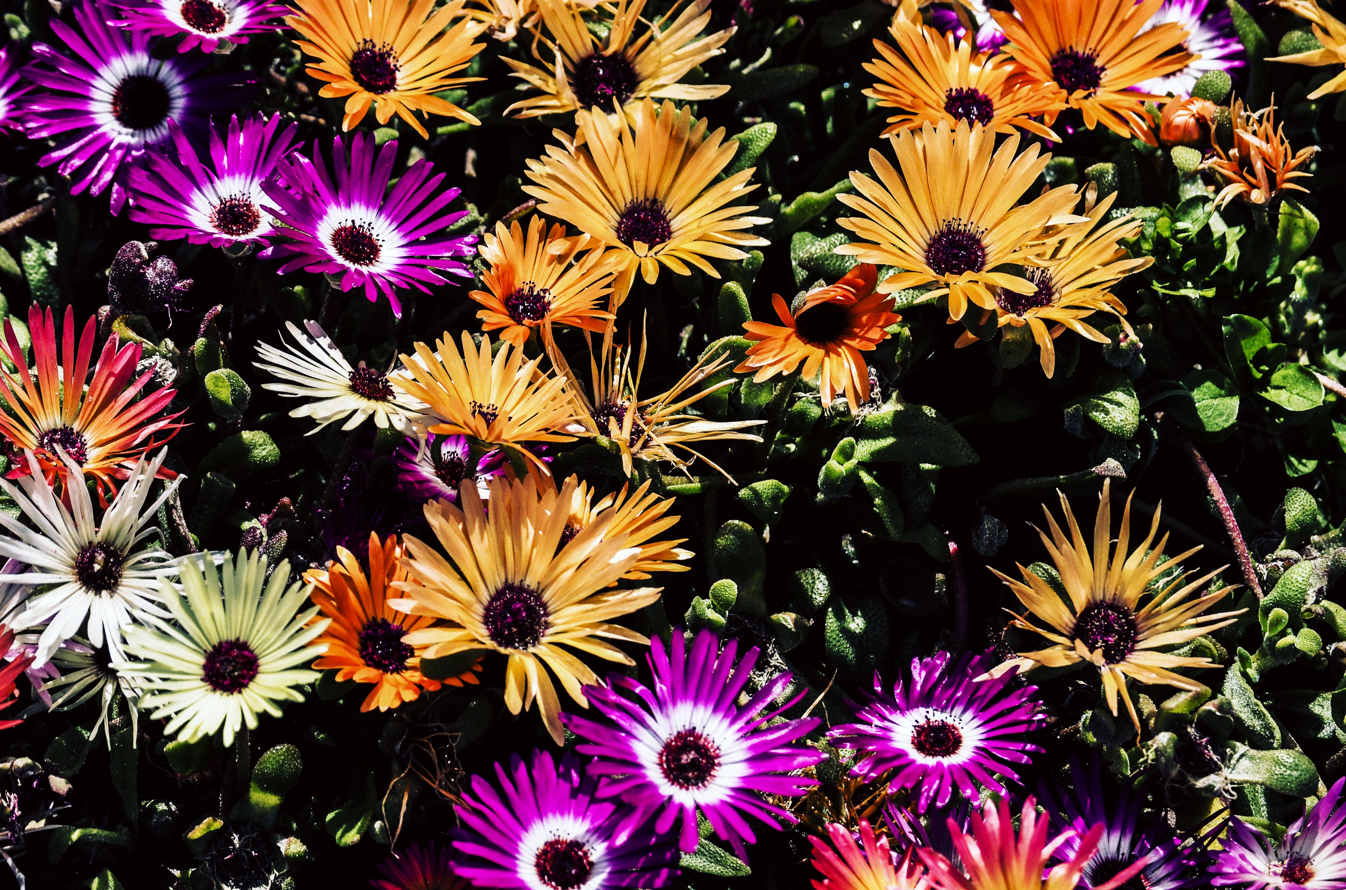 flowers 4K wallpaper for your desktop or mobile screen free