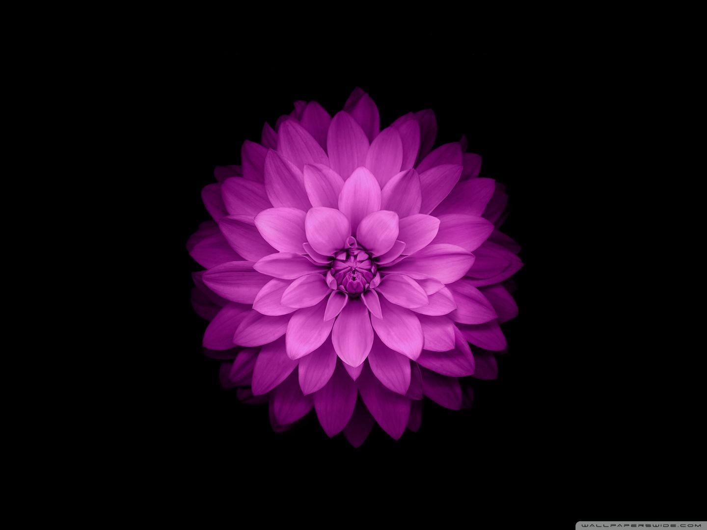 Apple Flower Ultra HD Desktop Background Wallpaper for 4K