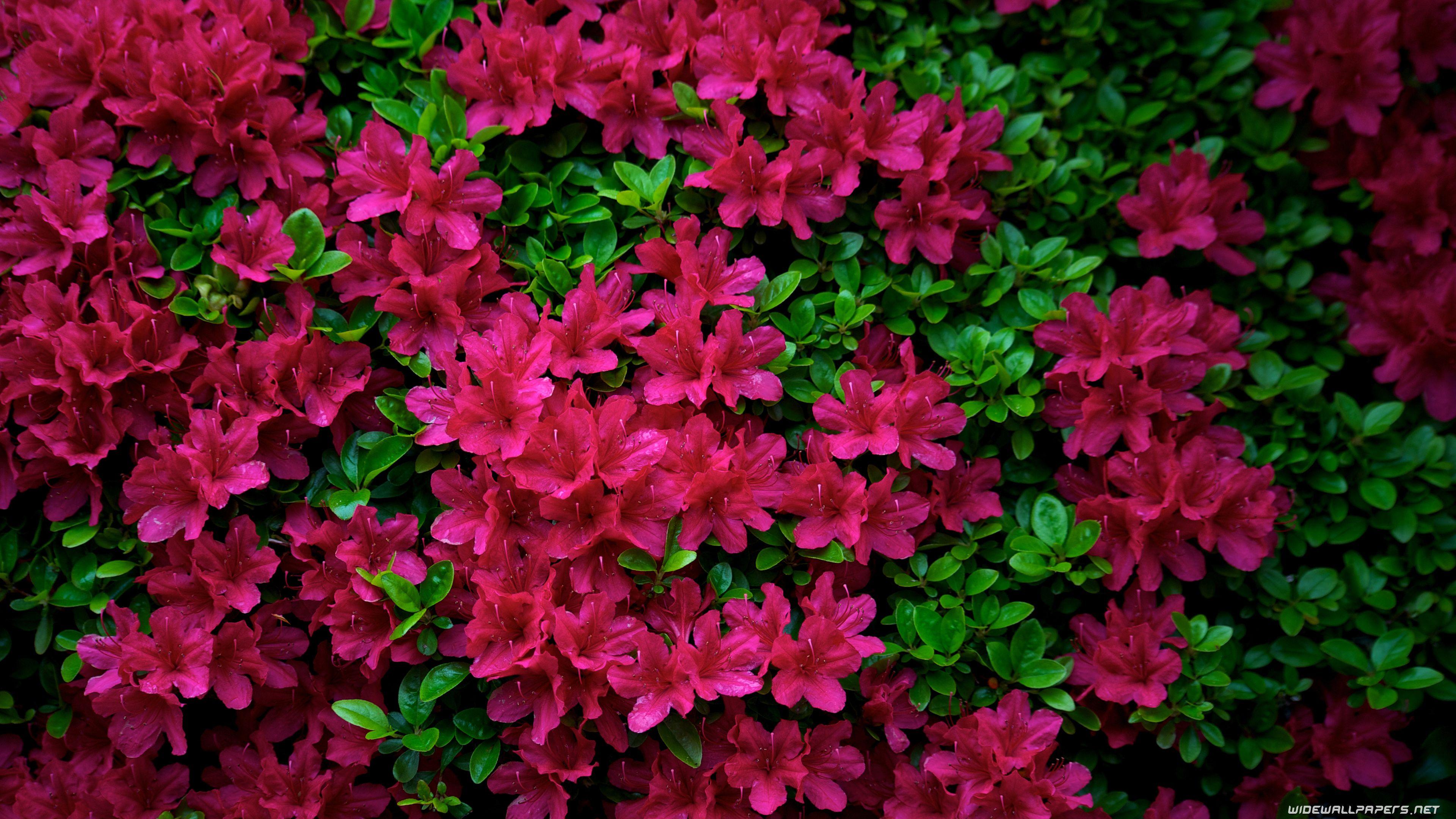 HD wallpaper CloseUp Video Of Pink Flower 4k wallpaper beautiful  beautiful flowers  Wallpaper Flare