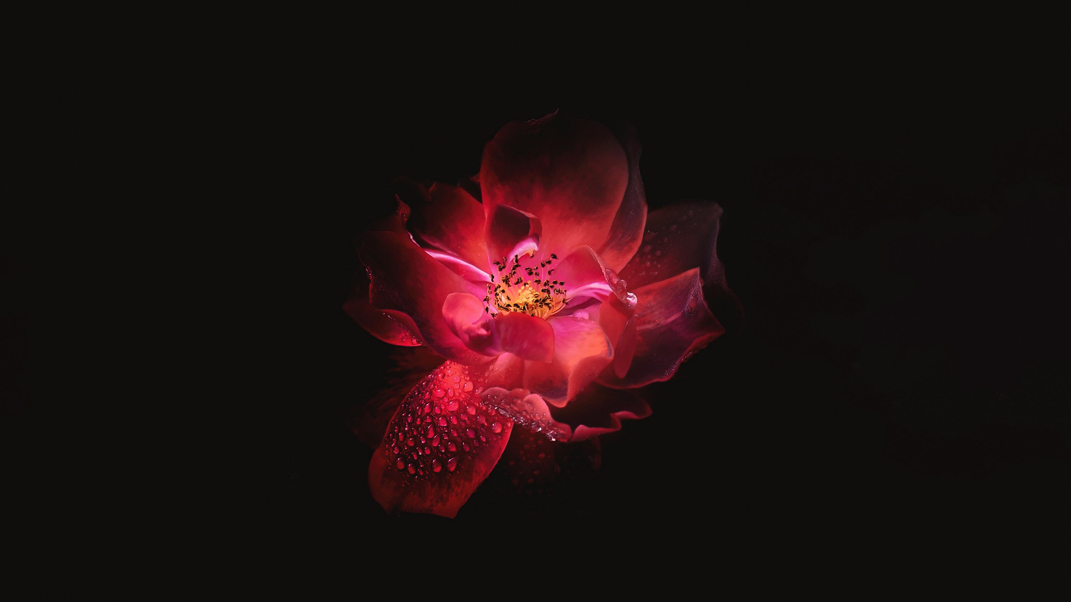 Red Flower Black Background 4k, HD Flowers, 4k Wallpaper, Image