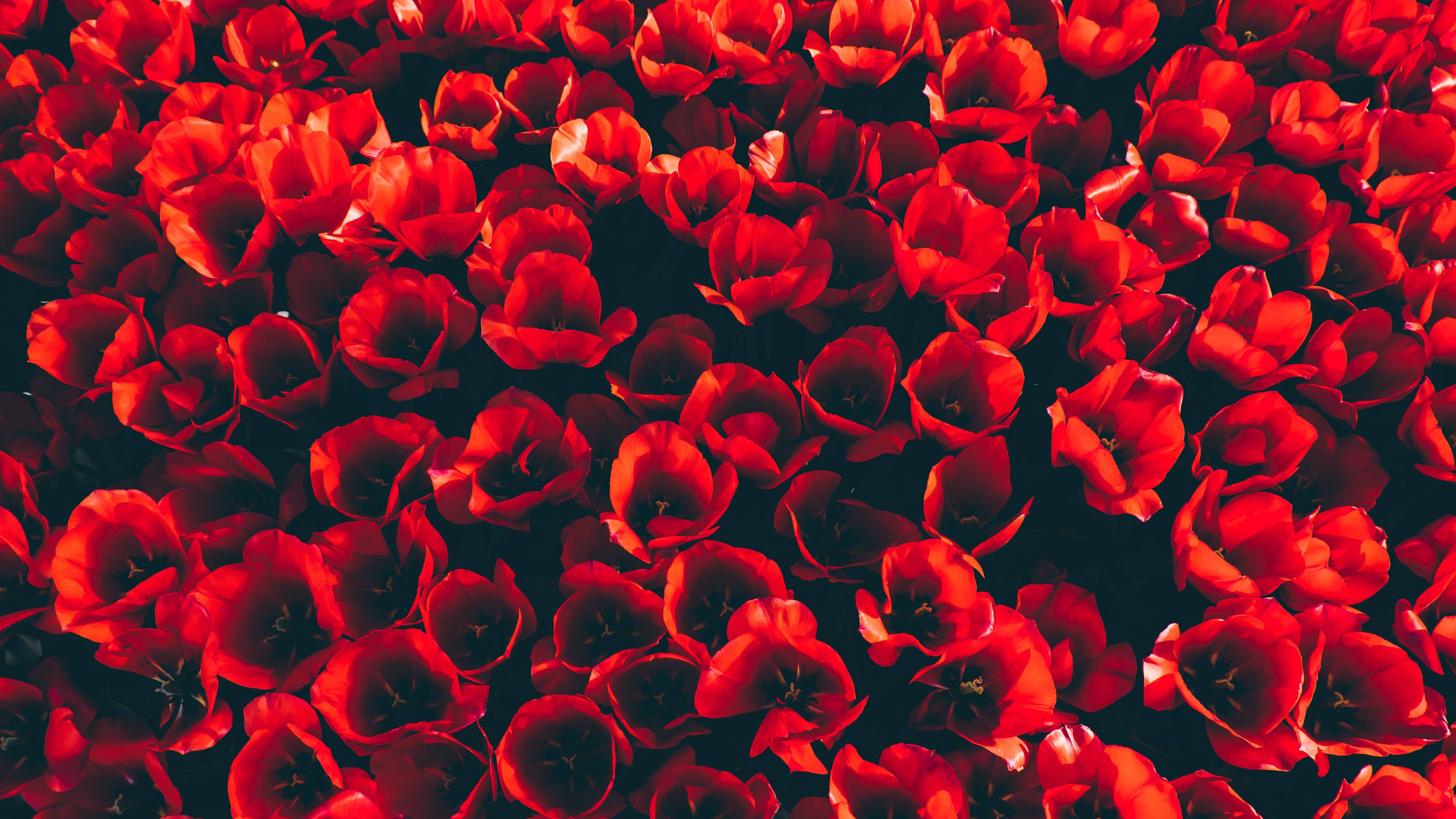 Red Tulip Flowers 4K Wallpaper