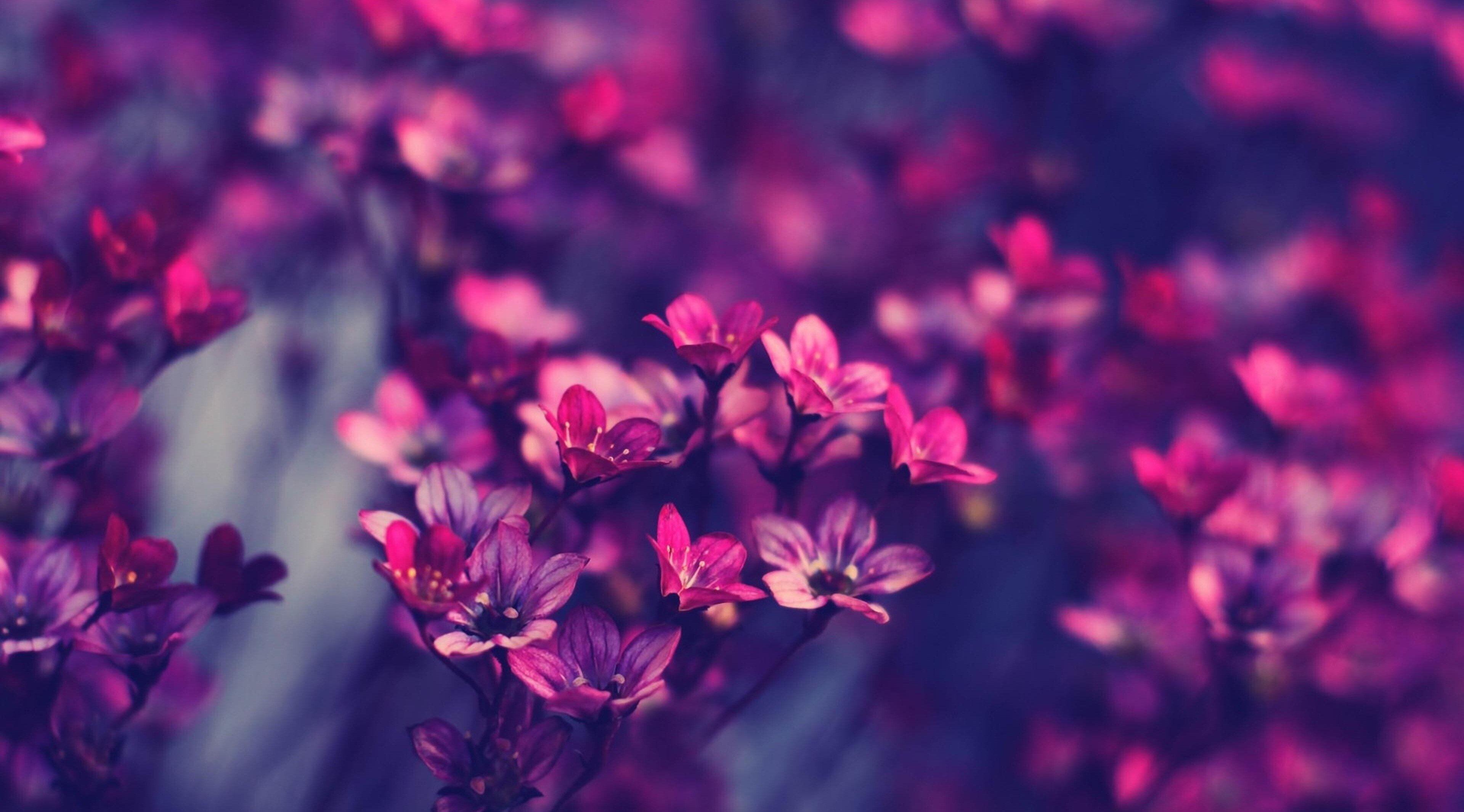 flowers 4k mac background wallpaper. Purple flowers wallpaper, HD wallpaper for laptop, Hipster wallpaper