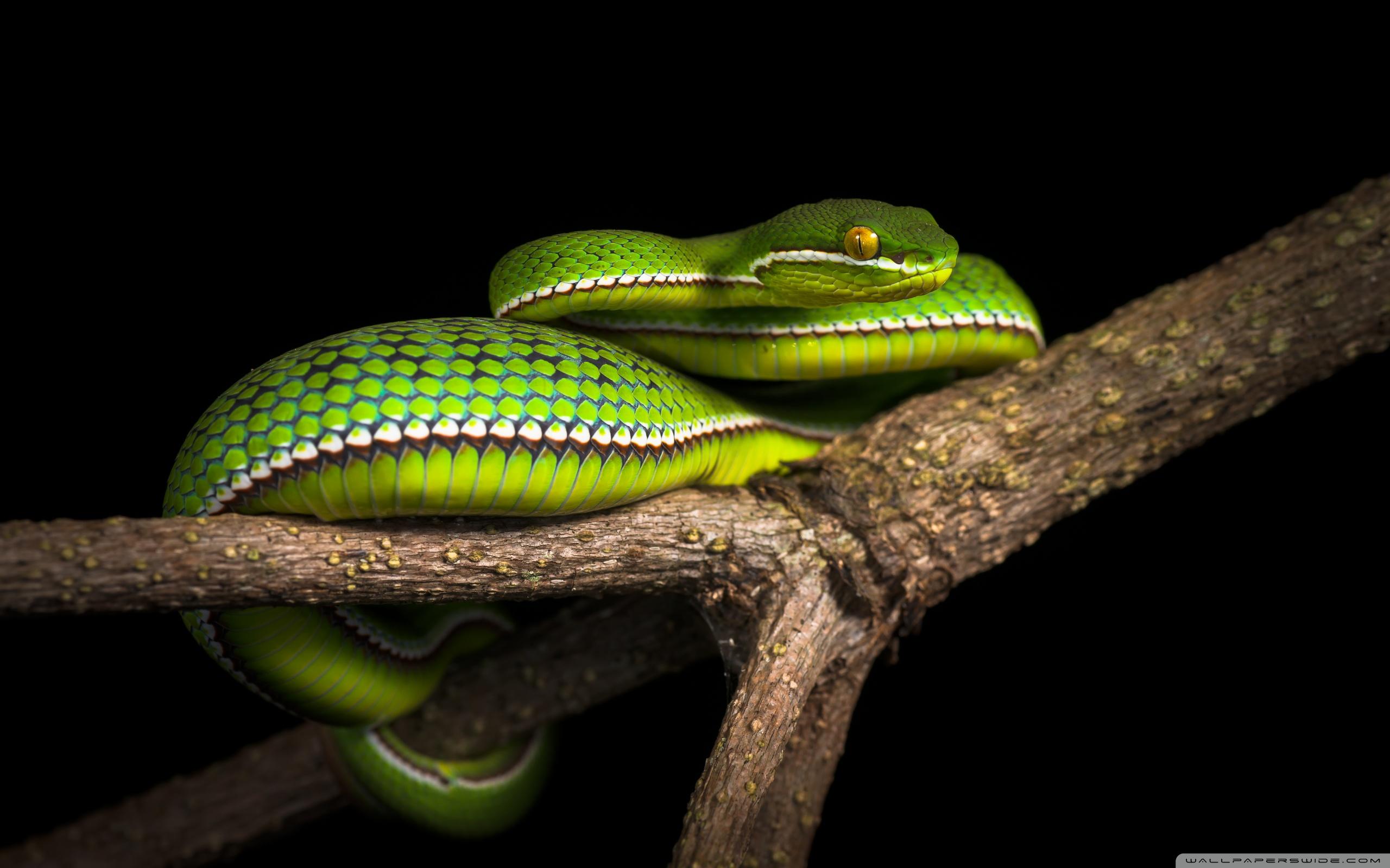 White Lipped Pit Viper Venomous Snake Tree ❤ 4K HD Desktop