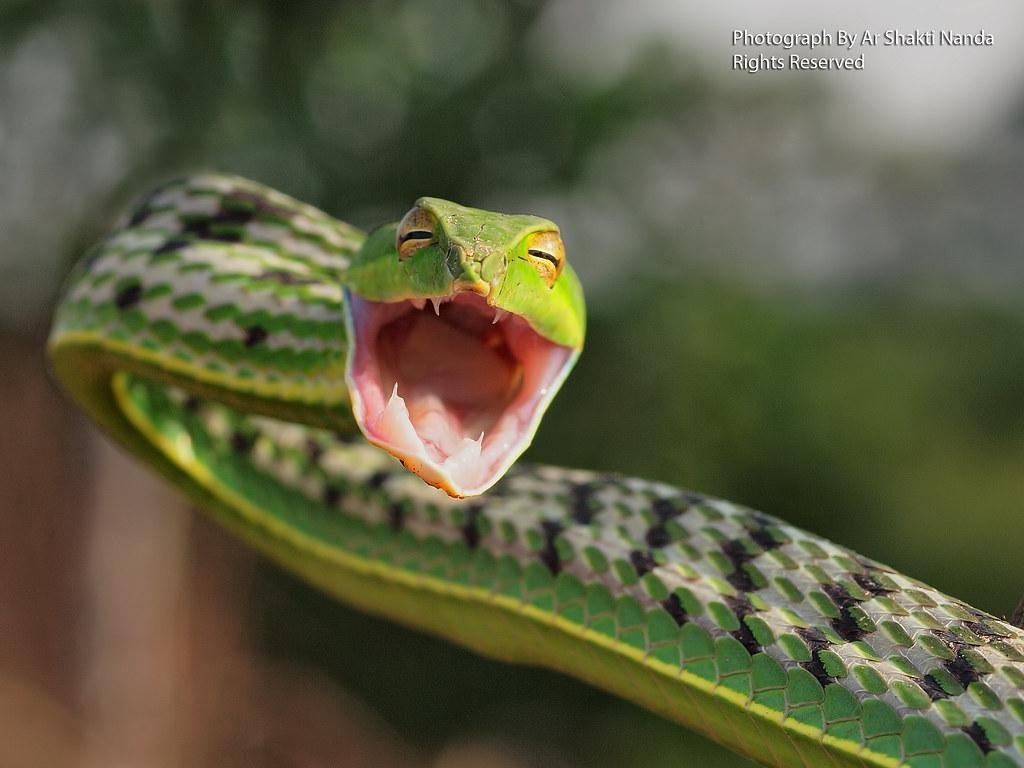 Green vine snake (Ahaetulla nasuta) Bhubaneswar 24