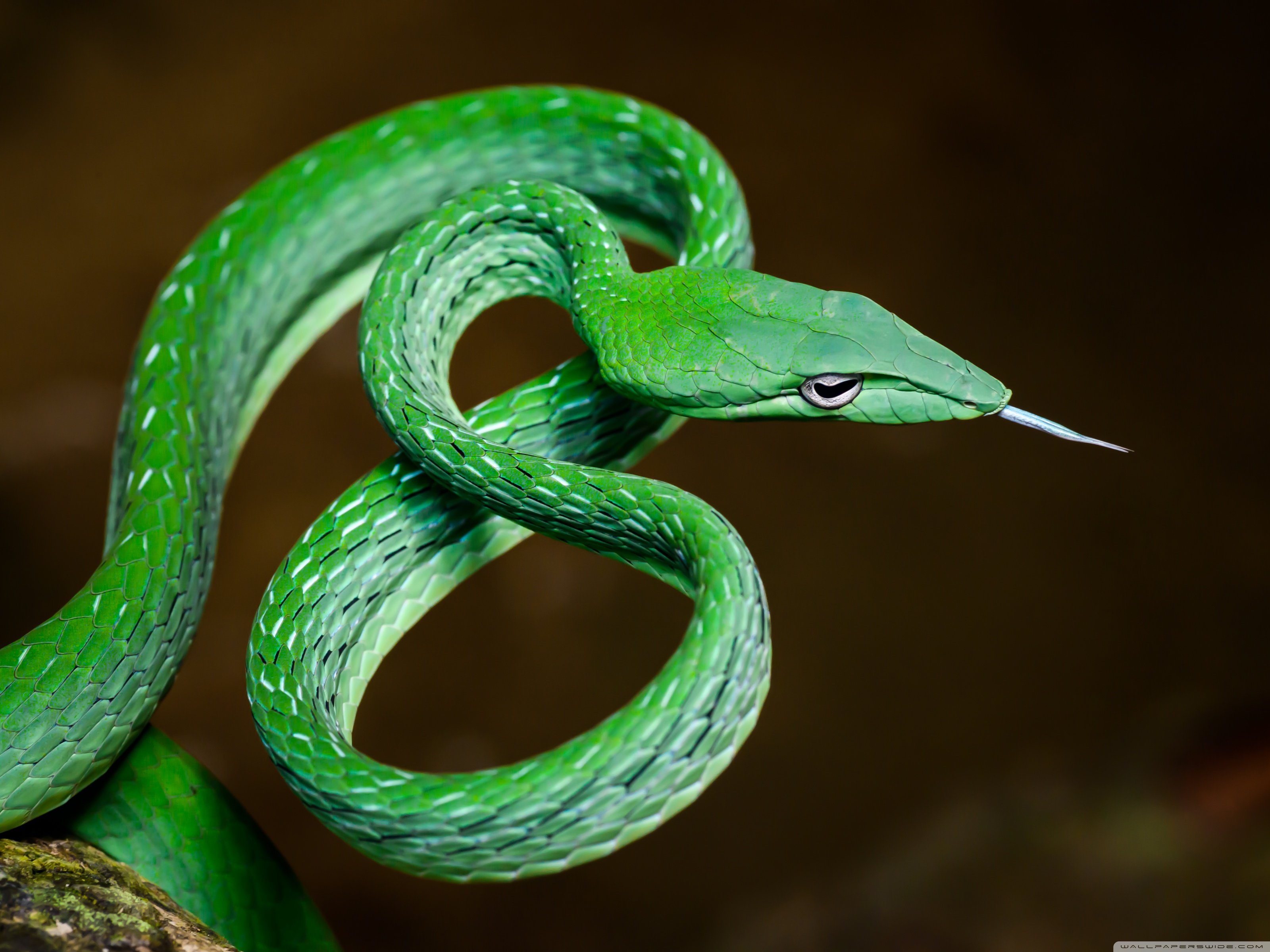 Stunning Green Vine Snake, Ahaetulla Prasina Macro ❤ 4K HD Desktop
