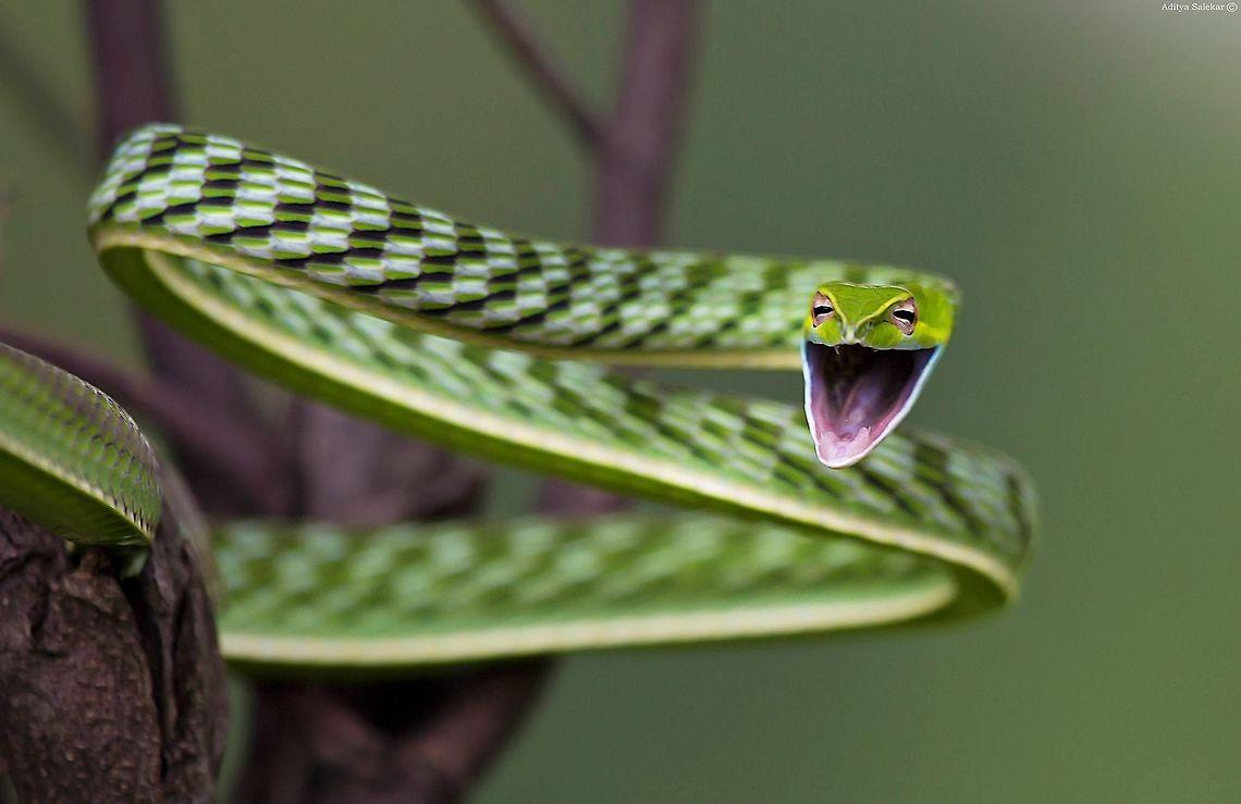 Green Vine Snake Ahaetulla Nasuta Wallpapers - Wallpaper Cave