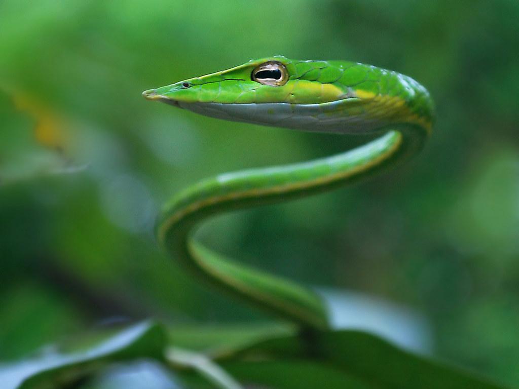 Green Vine Snake Ahaetulla Nasuta Wallpapers - Wallpaper Cave