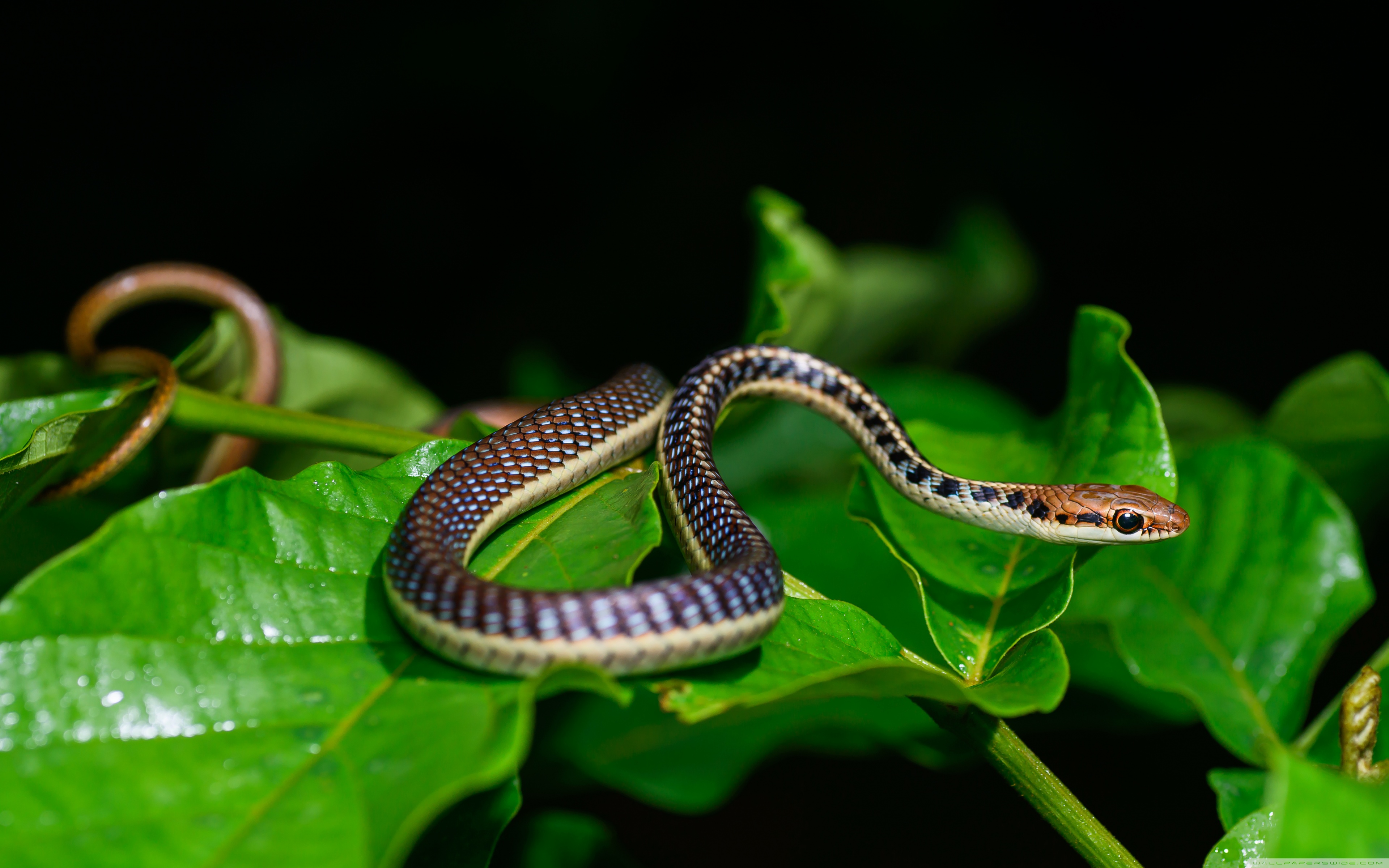  Small Snake  Wallpapers Wallpaper Cave