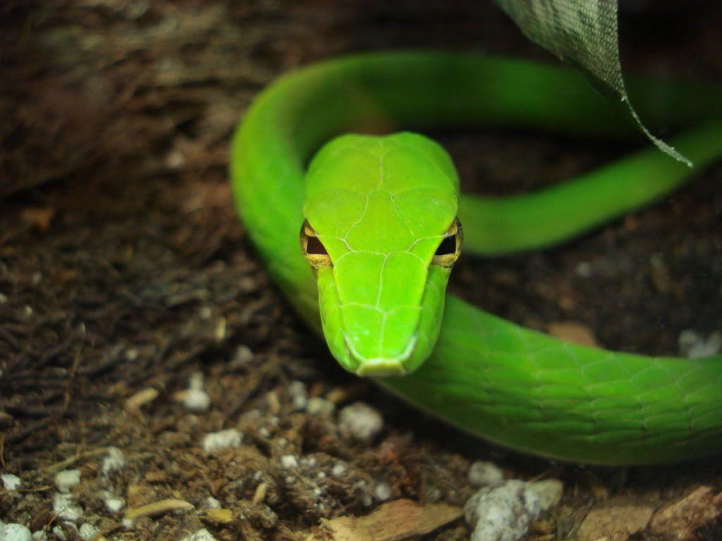 Green Vine Snake Ahaetulla Nasuta Wallpapers - Wallpaper Cave