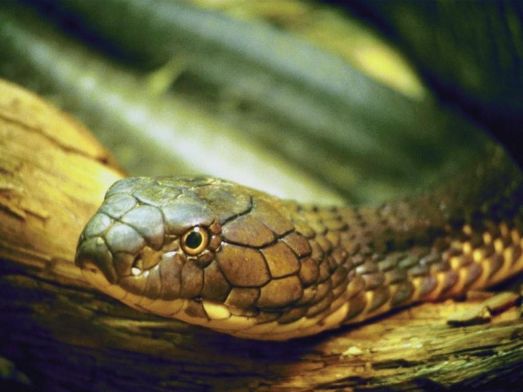 Anaconda Snake Wallpaper: Different family type of snake wallpaper