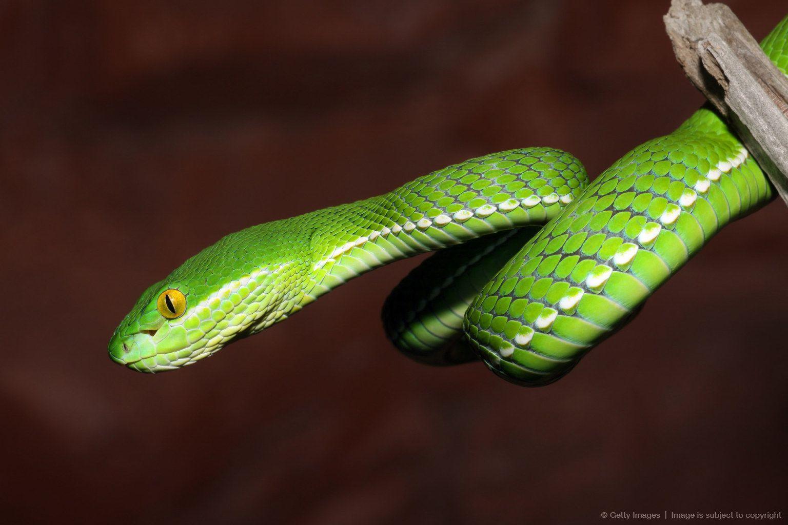 White Lipped Tree Viper Snake. Snake Photo. Snake