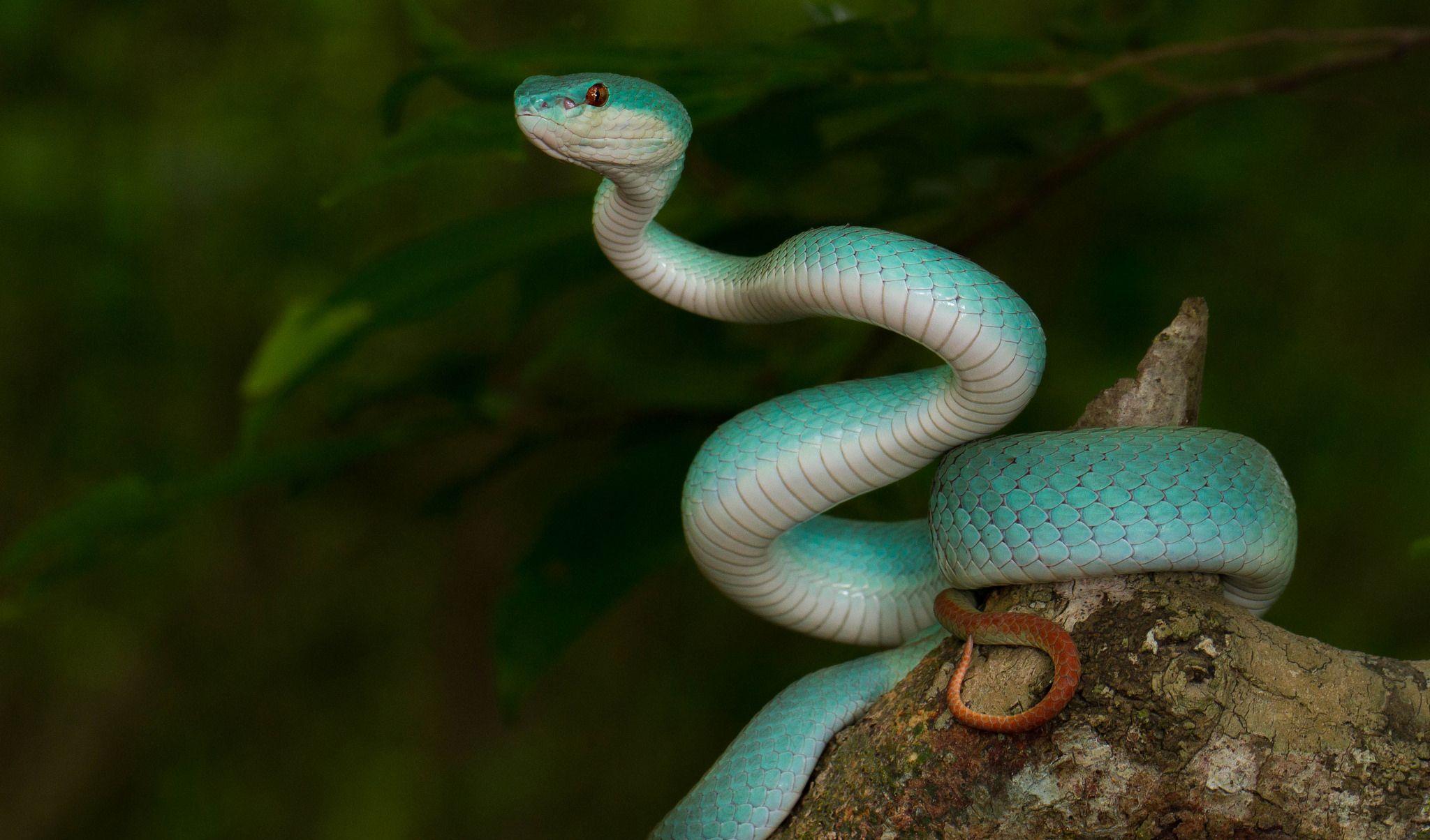 Beware the impossibly beautiful blue viper. Amphibians and Reptiles