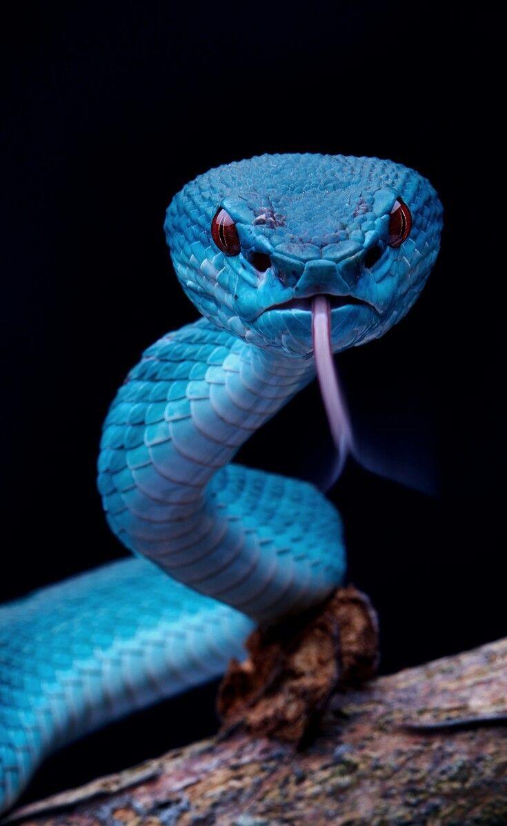 F&O Fabforgottennobility. Colorful Snakes. Pit viper, Snake art
