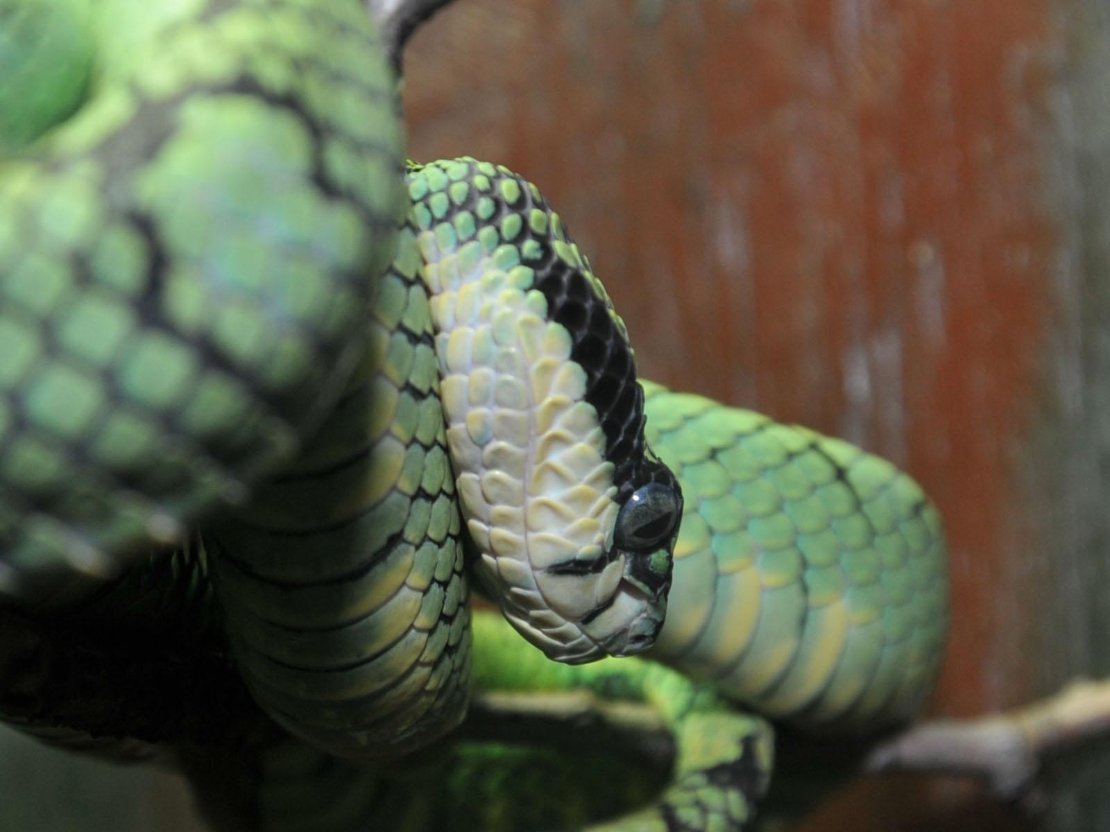 The Online Zoo Lipped Tree Viper