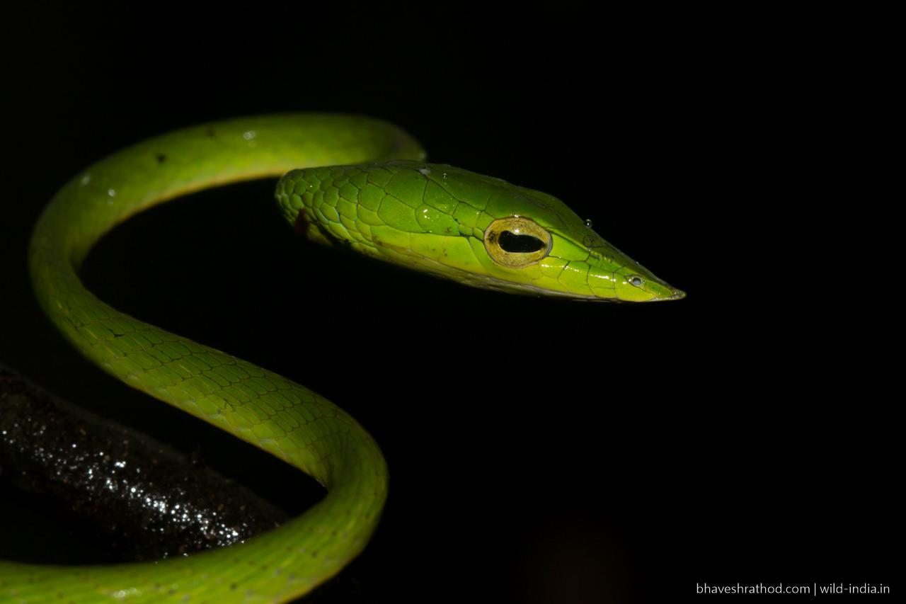 Green Vine Snake Ahaetulla Nasuta Wallpapers - Wallpaper Cave